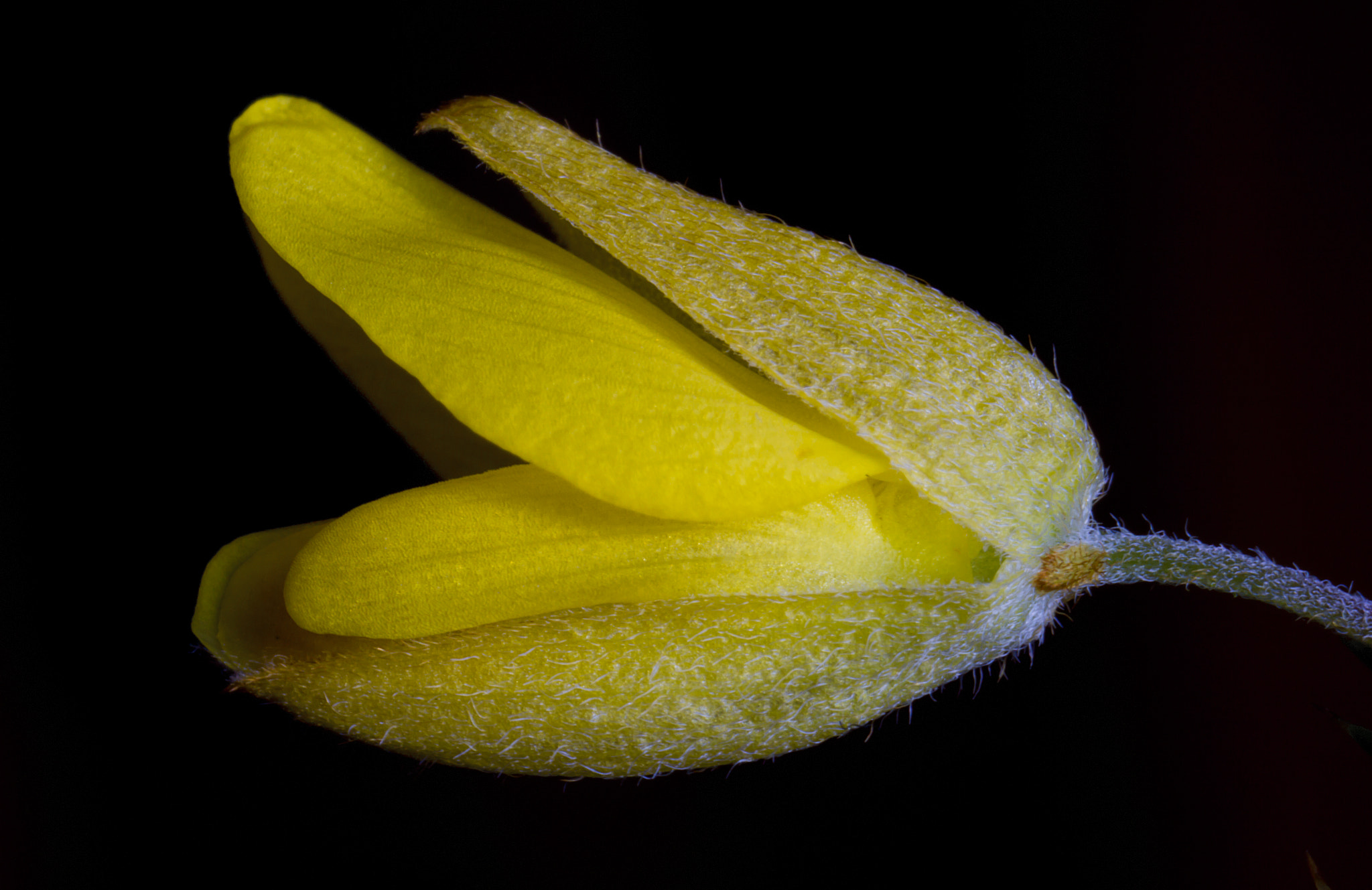 Canon MP-E 65mm F2.5 1-5x Macro Photo sample photo. Ginesta photography