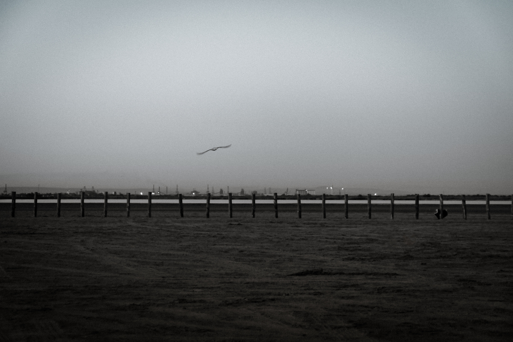 Panasonic Lumix DMC-G5 sample photo. Sea gull photography