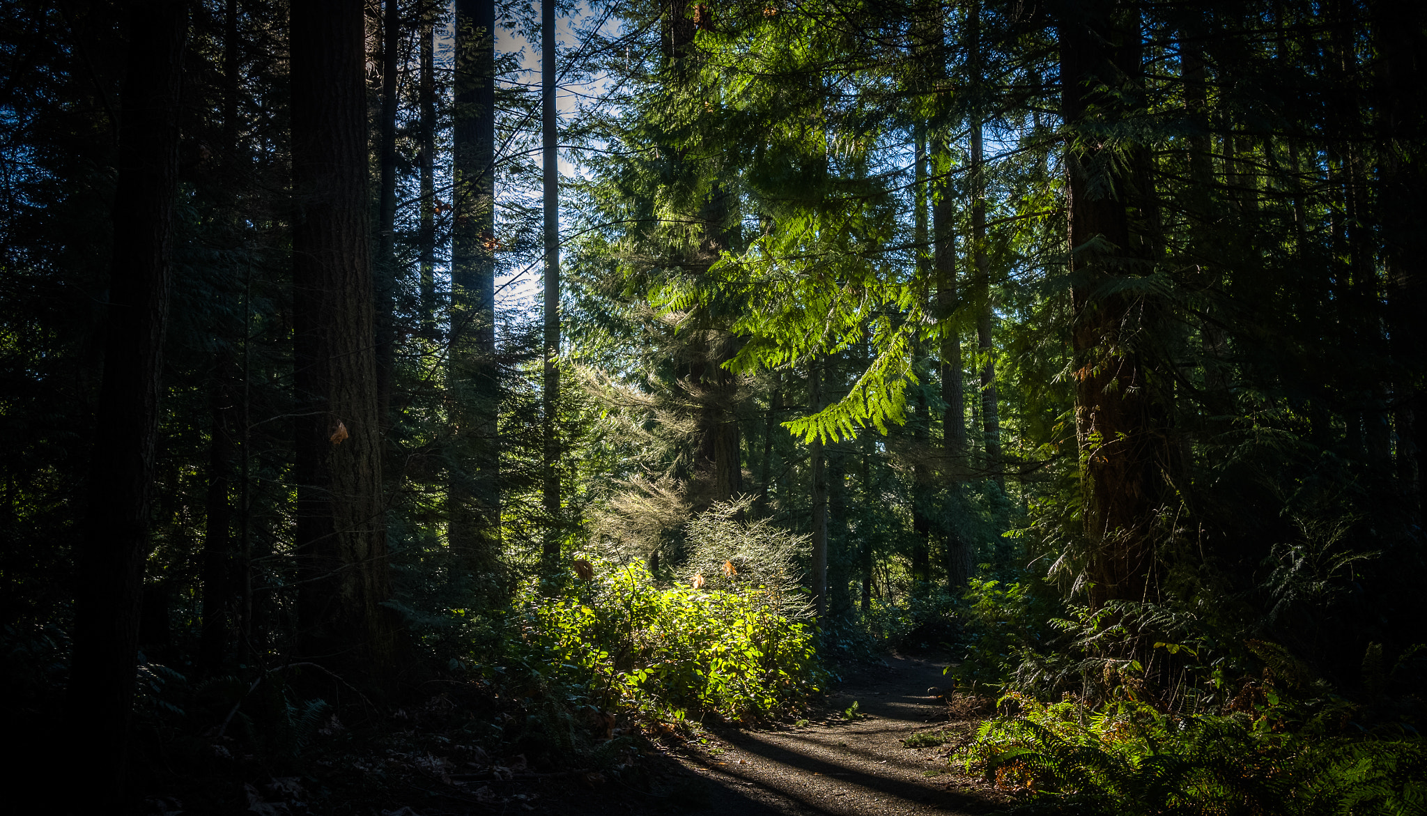 Panasonic Lumix DMC-GH2 sample photo. The sun breaks through pine trees photography