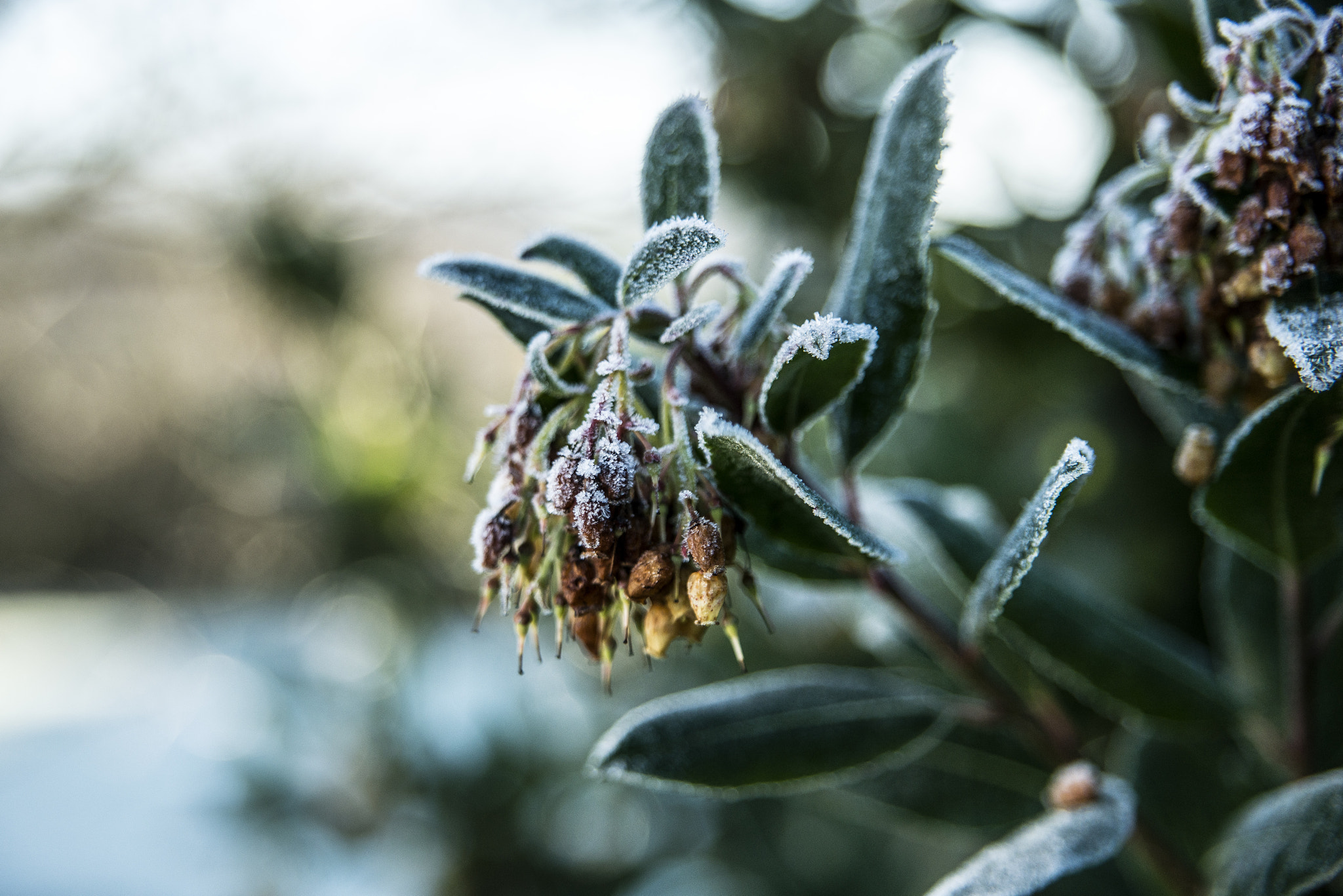 Sigma 24-70mm F2.8 EX DG HSM sample photo. Iceonleaf photography
