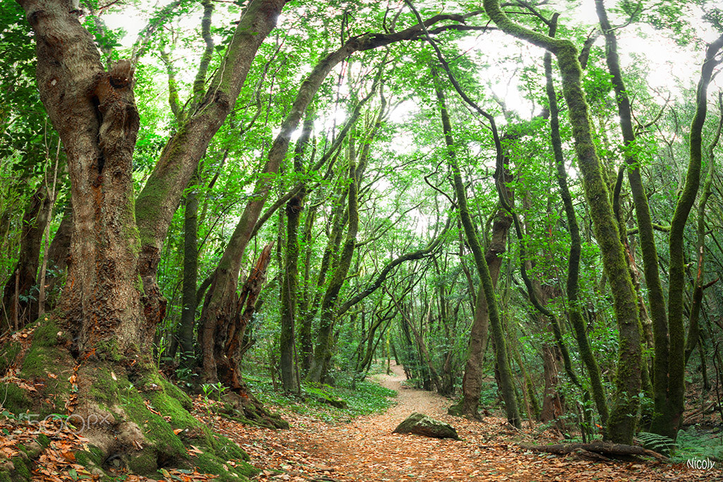 Canon EOS 50D + Sigma 10-20mm F4-5.6 EX DC HSM sample photo. Garajonay photography