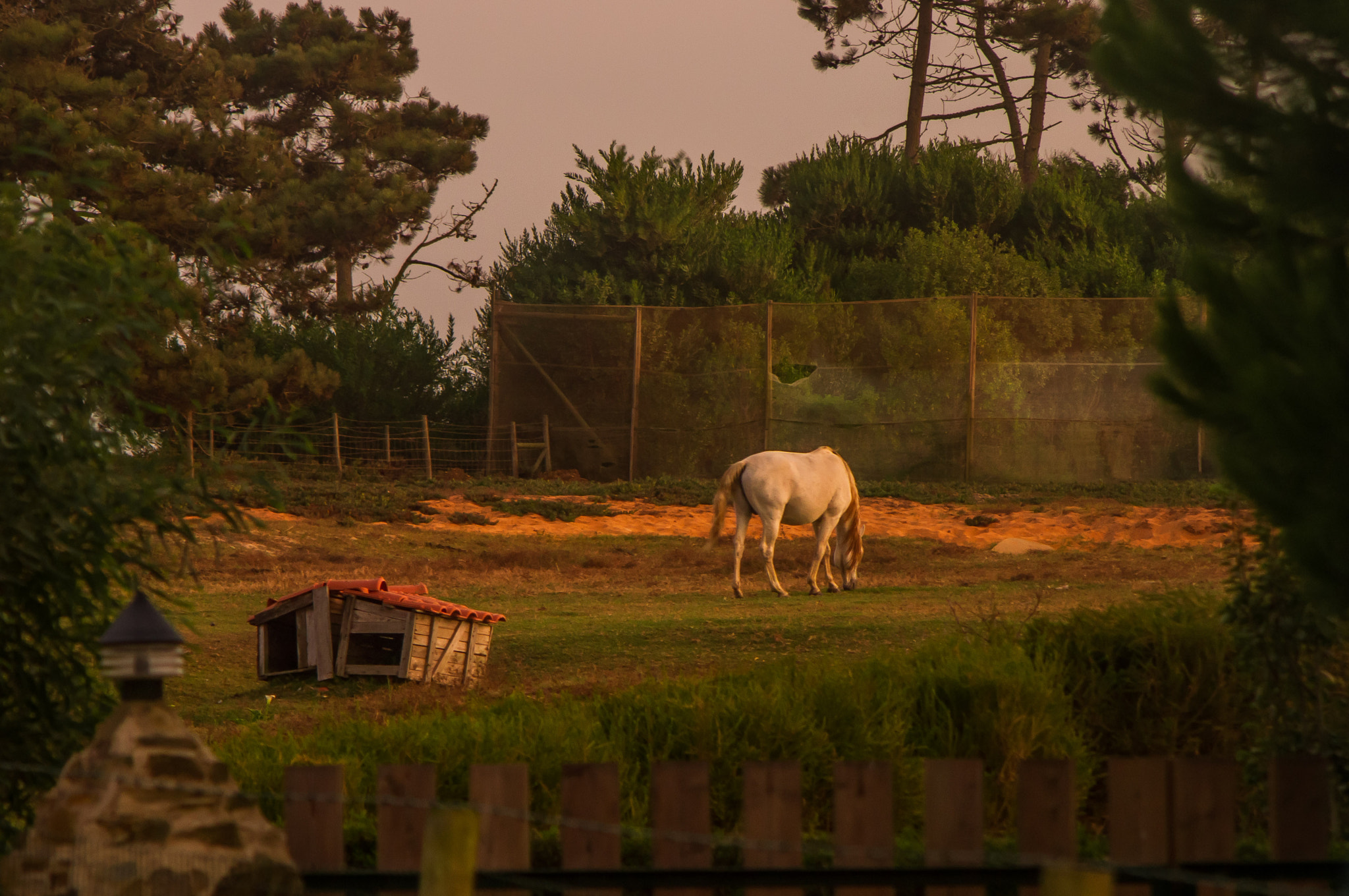 smc PENTAX-FA 80-320mm F4.5-5.6 sample photo. White horse photography