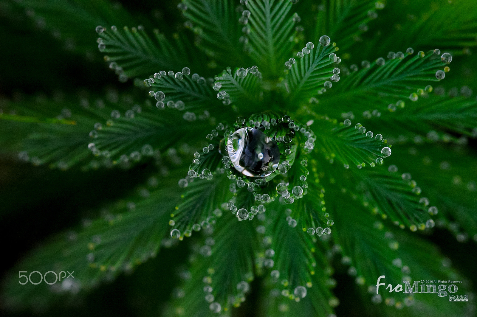 Nikon D40 sample photo. Myriophyllum aquaticum photography