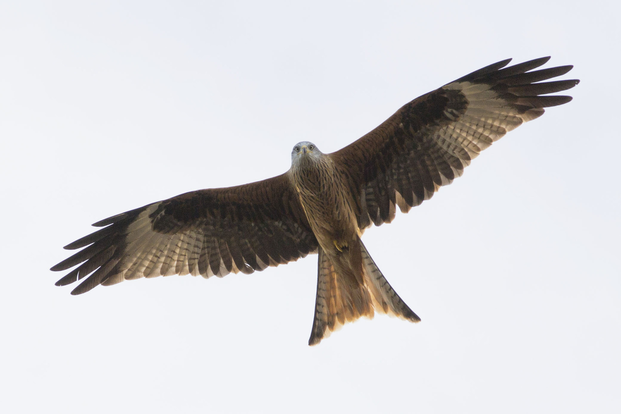 Canon EF 70-200mm F2.8L IS II USM sample photo. Hello! photography