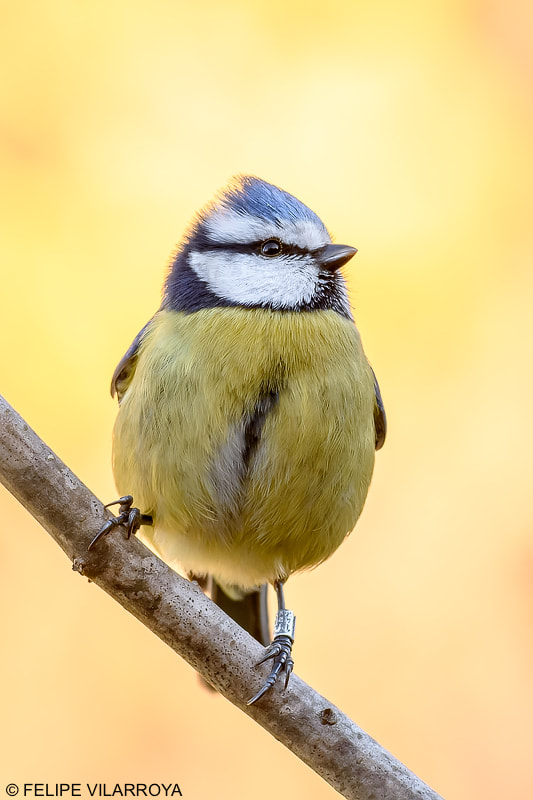 Nikon D7200 + Nikon AF-S Nikkor 300mm F4D ED-IF sample photo. Herrerillo común photography