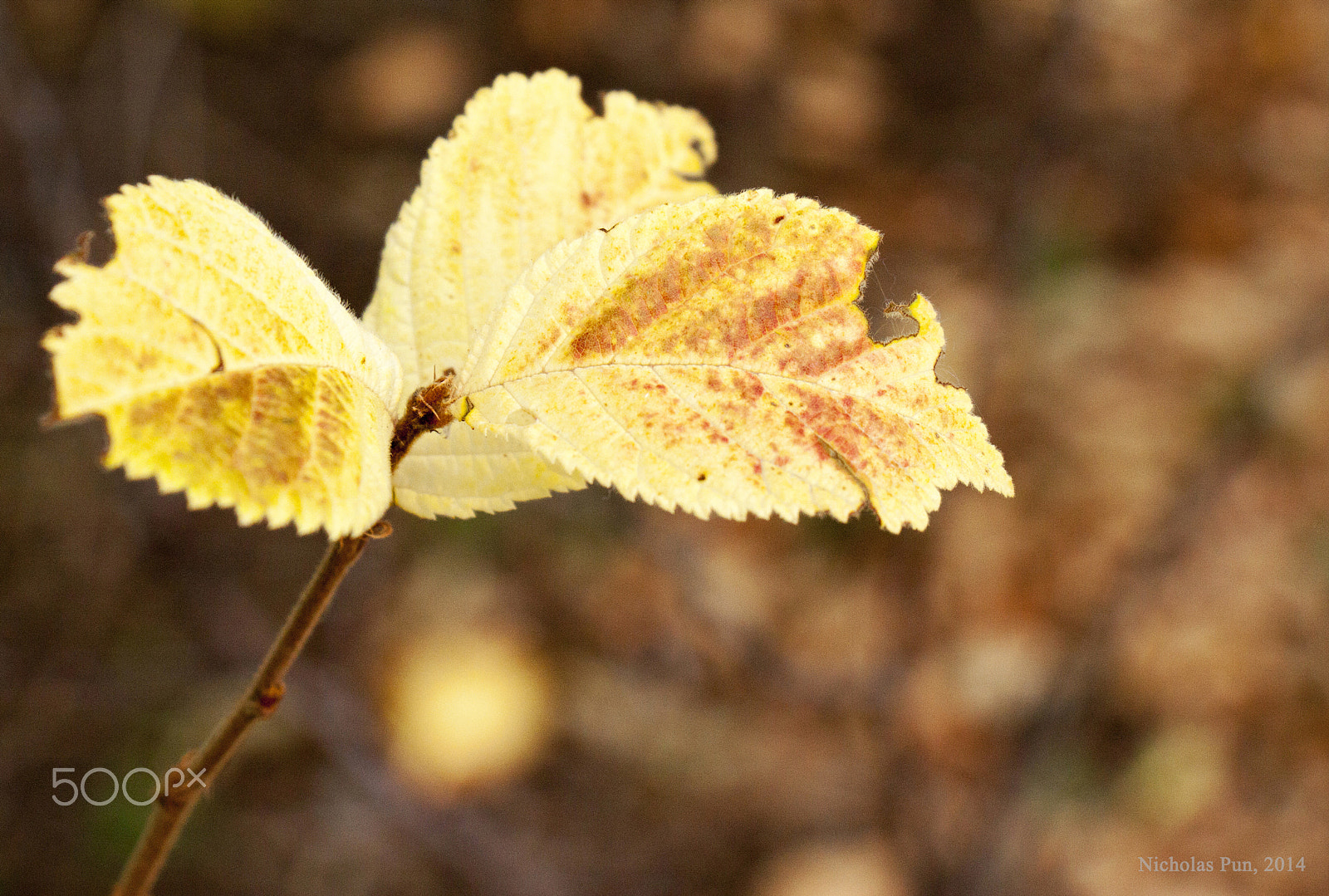 Canon EOS 50D sample photo. Nature's gold photography