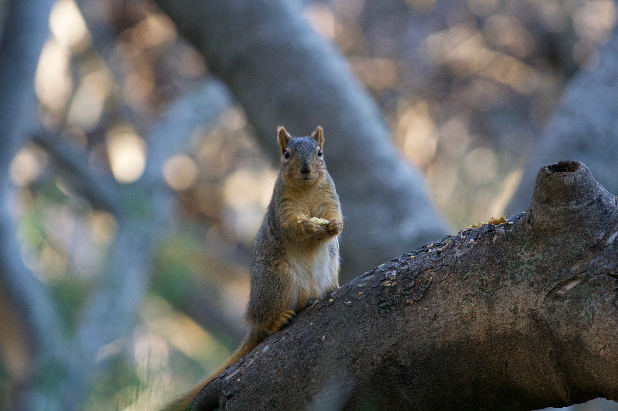 Sony a6000 + Sony FE 70-200mm F4 G OSS sample photo. Lunch time photography