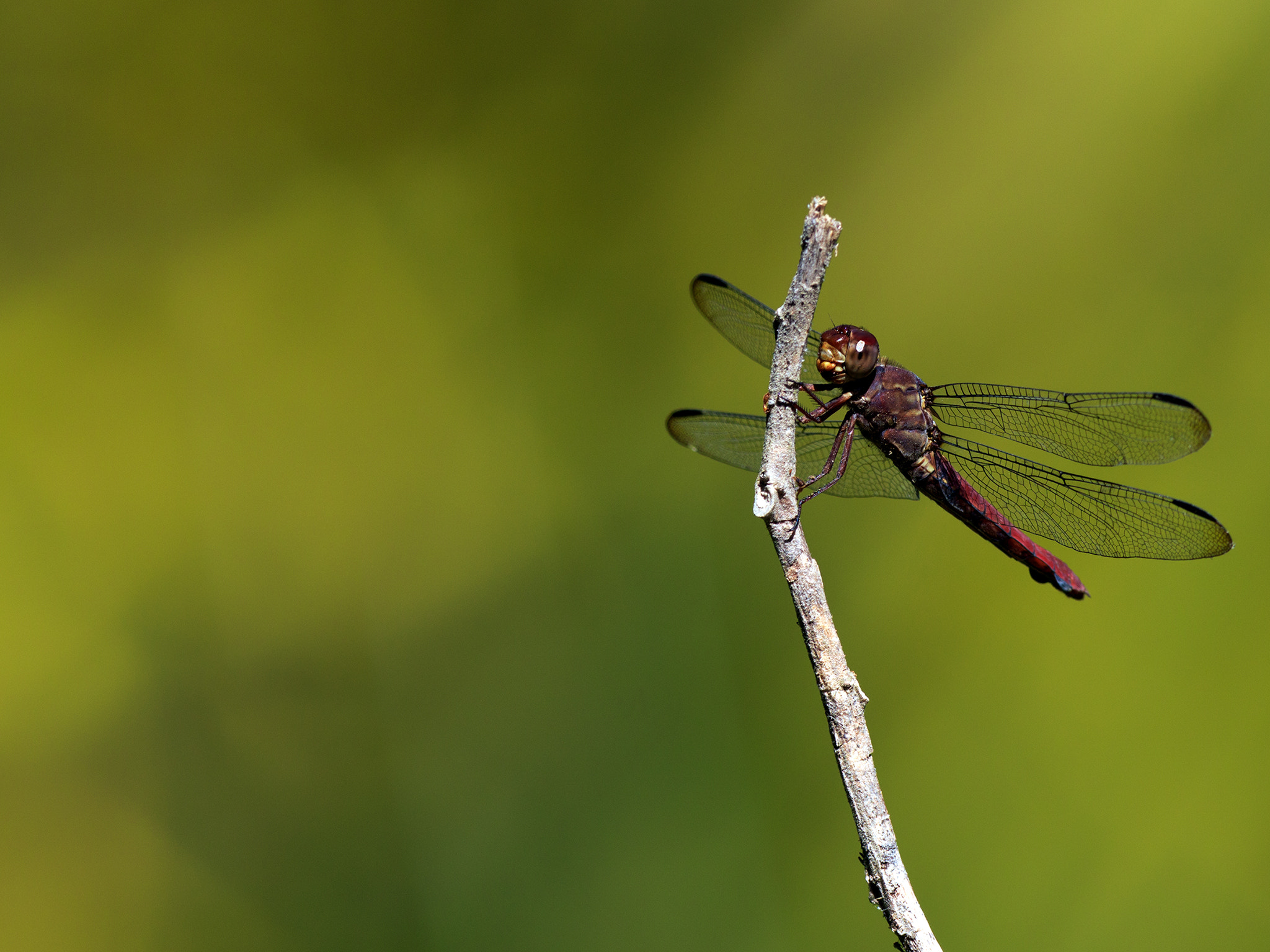 Canon EF 600mm f/4L IS sample photo. Libelle photography