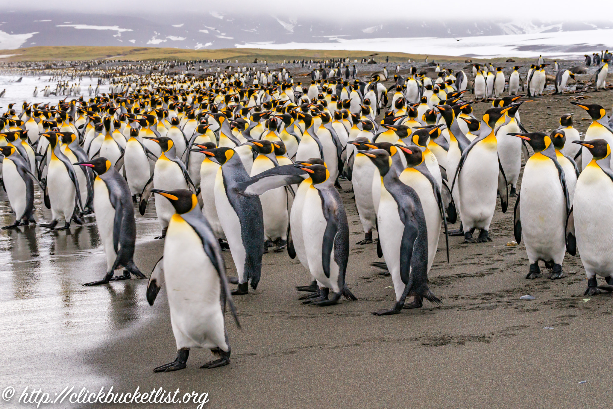Sony 70-300mm F4.5-5.6 G SSM sample photo. Penguin colony, south georgia island photography