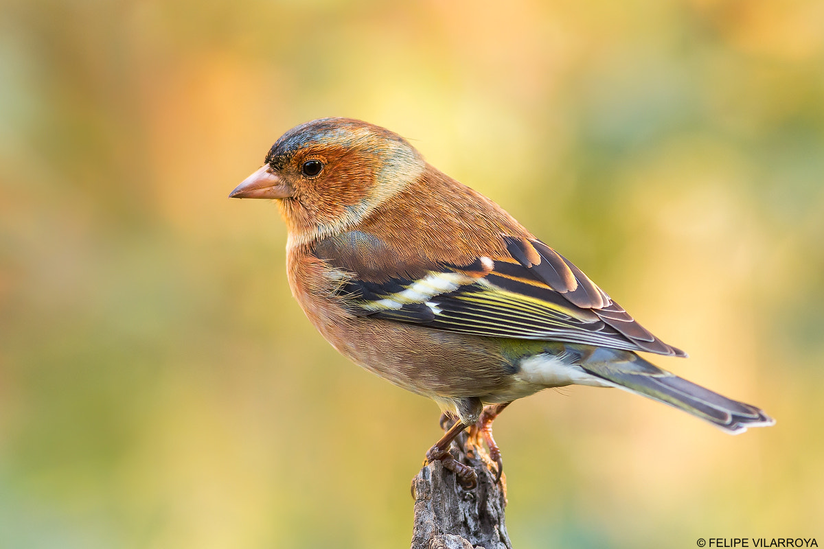Nikon D7200 + Nikon AF-S Nikkor 300mm F4D ED-IF sample photo. Pinzon macho photography