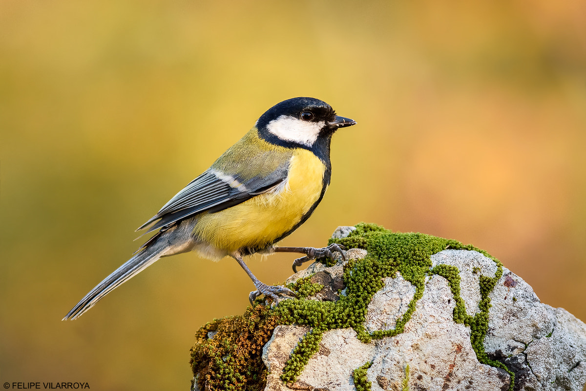 Nikon D7200 + Nikon AF-S Nikkor 300mm F4D ED-IF sample photo. Carbonero photography