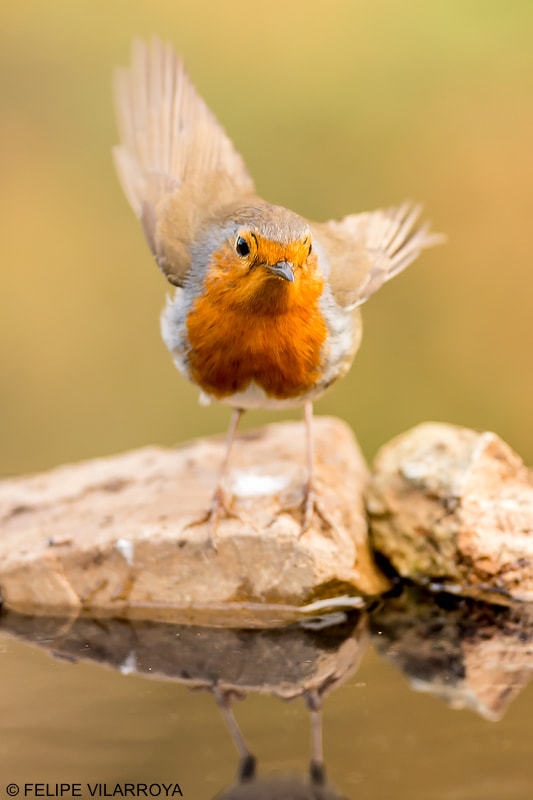 Nikon D7200 + Nikon AF-S Nikkor 300mm F4D ED-IF sample photo. Petirojo photography