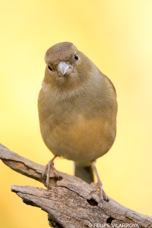 Nikon D7200 + Nikon AF-S Nikkor 300mm F4D ED-IF sample photo. Pinzon hembra photography