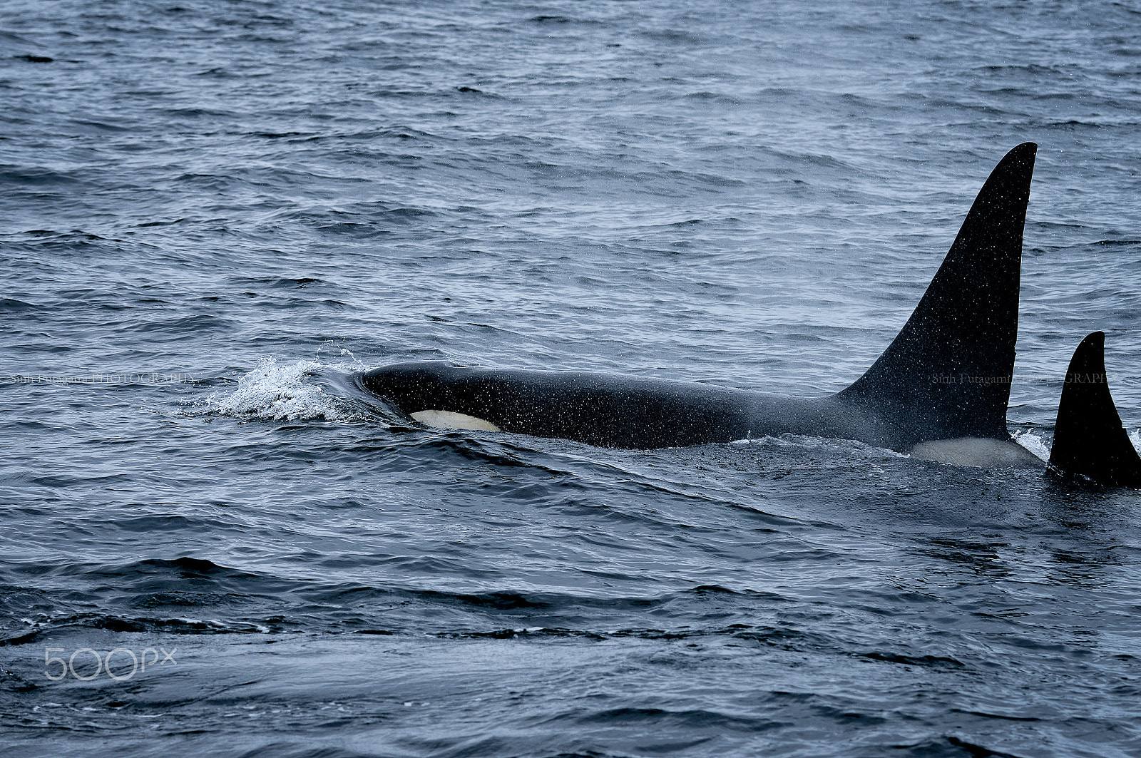 Nikon D800E sample photo. Orca. photography