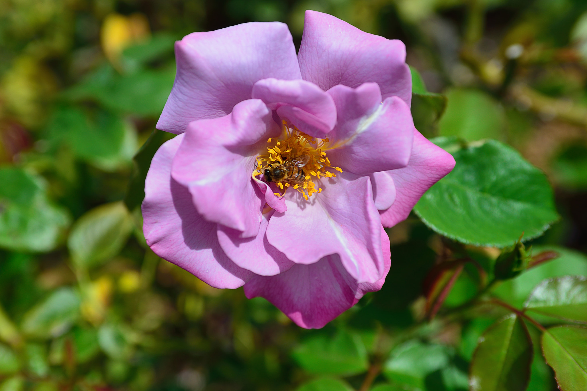 Nikon D600 + AF Zoom-Nikkor 35-70mm f/2.8D sample photo. Rose.jpg photography