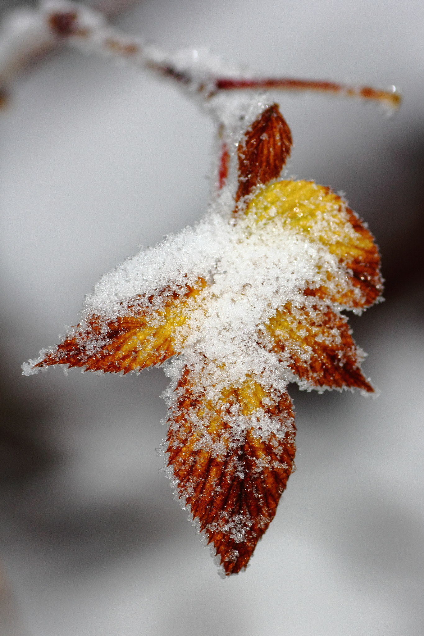 Tamron SP AF 90mm F2.8 Di Macro sample photo. First snow photography