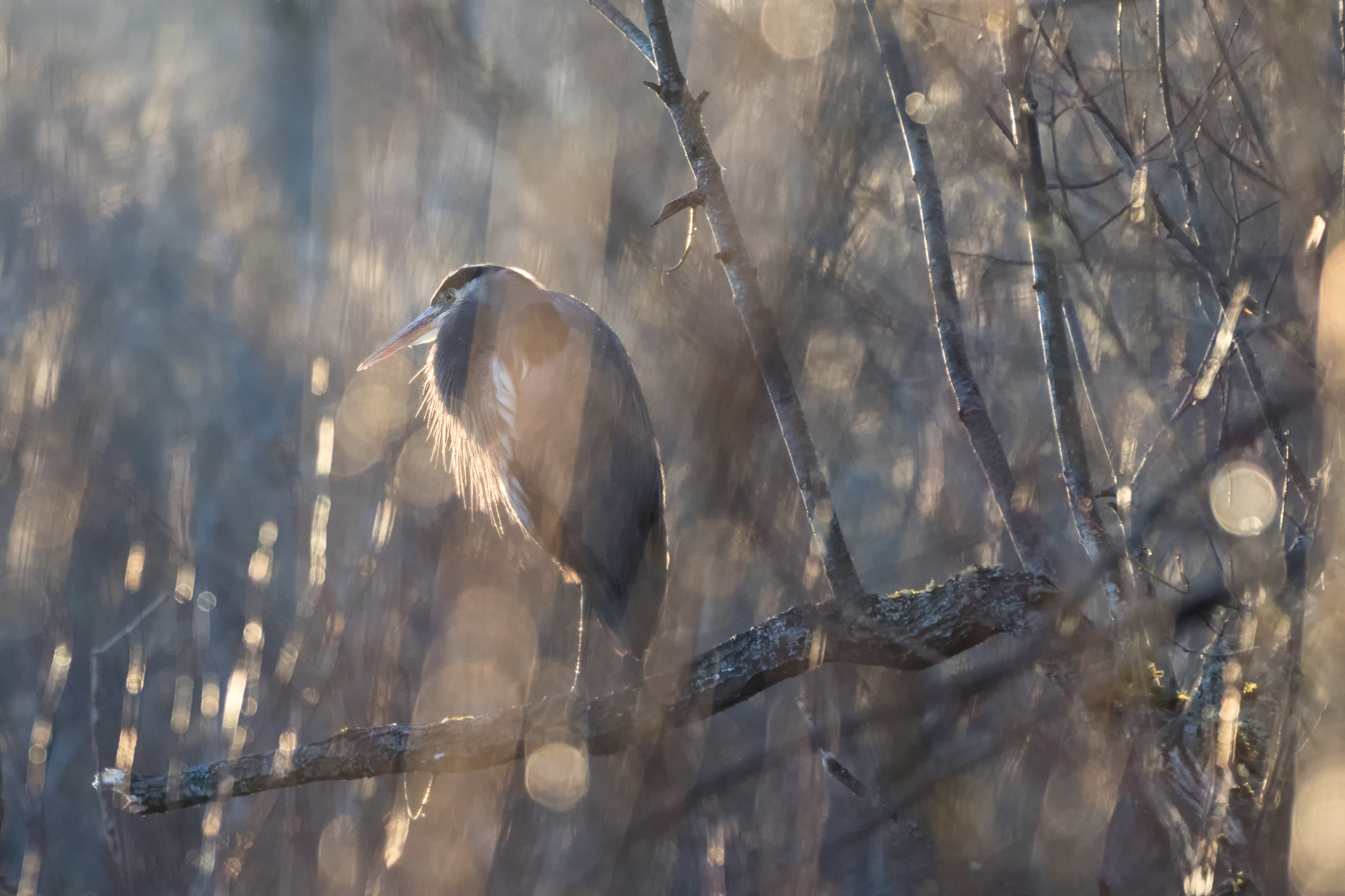 Canon EOS 7D Mark II sample photo. Hidden heron photography