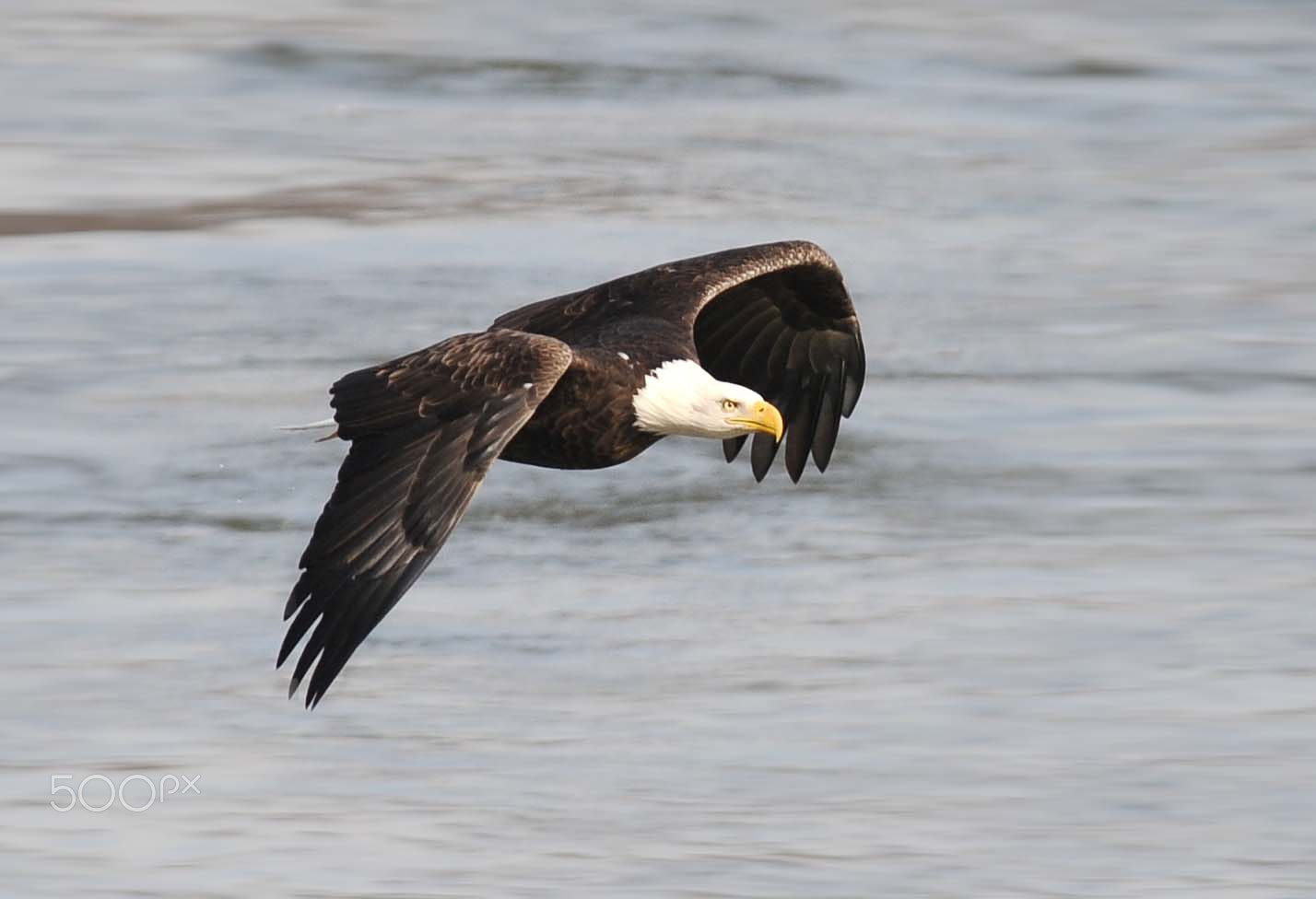 Nikon AF-S Nikkor 300mm F2.8G ED-IF VR sample photo. In the hunt photography