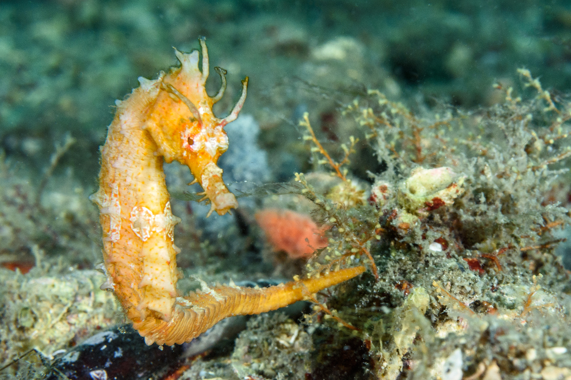 Nikon AF-S Micro-Nikkor 60mm F2.8G ED sample photo. Longsnout seahorse photography