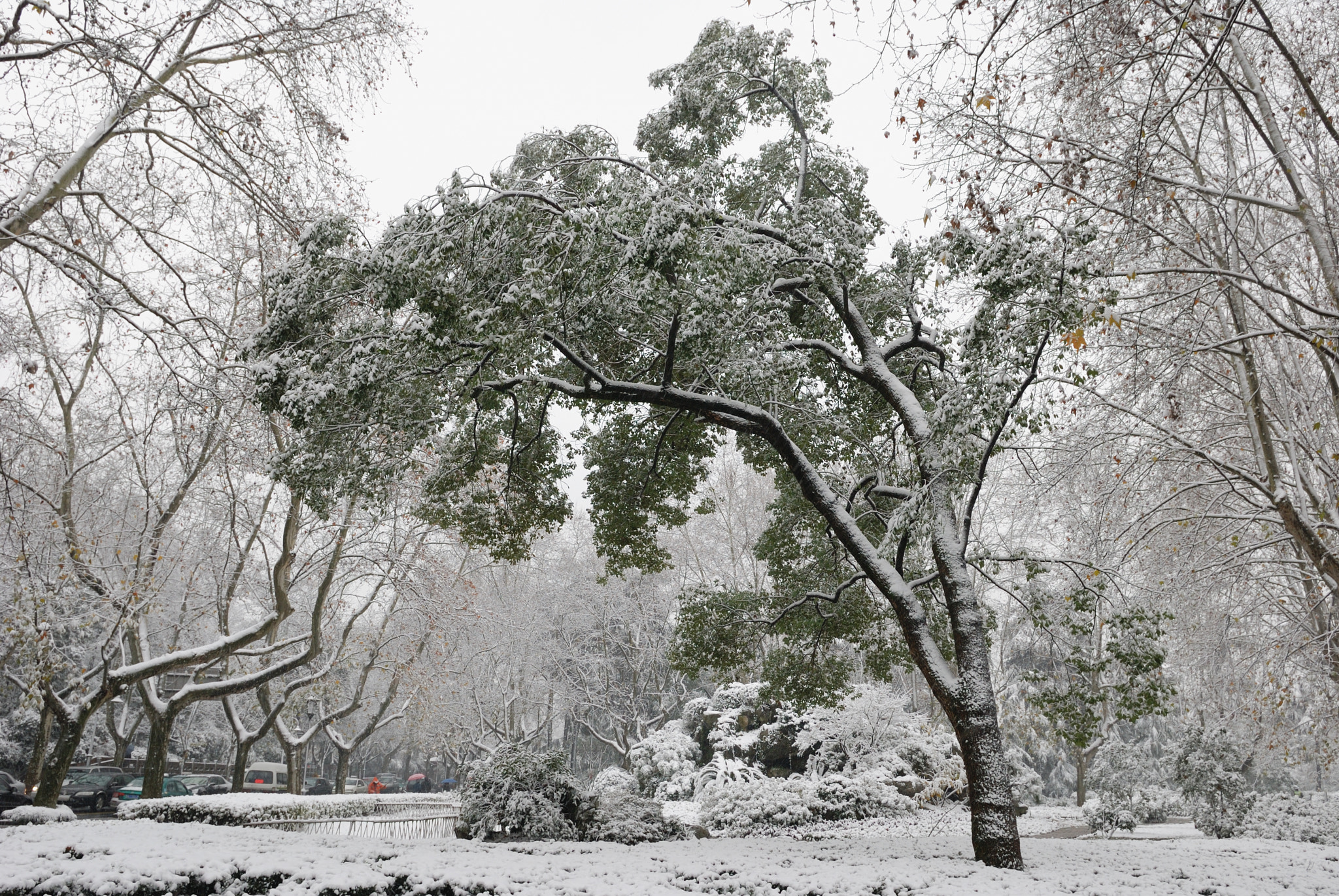 Nikon D80 sample photo. Hangzhou snow photography
