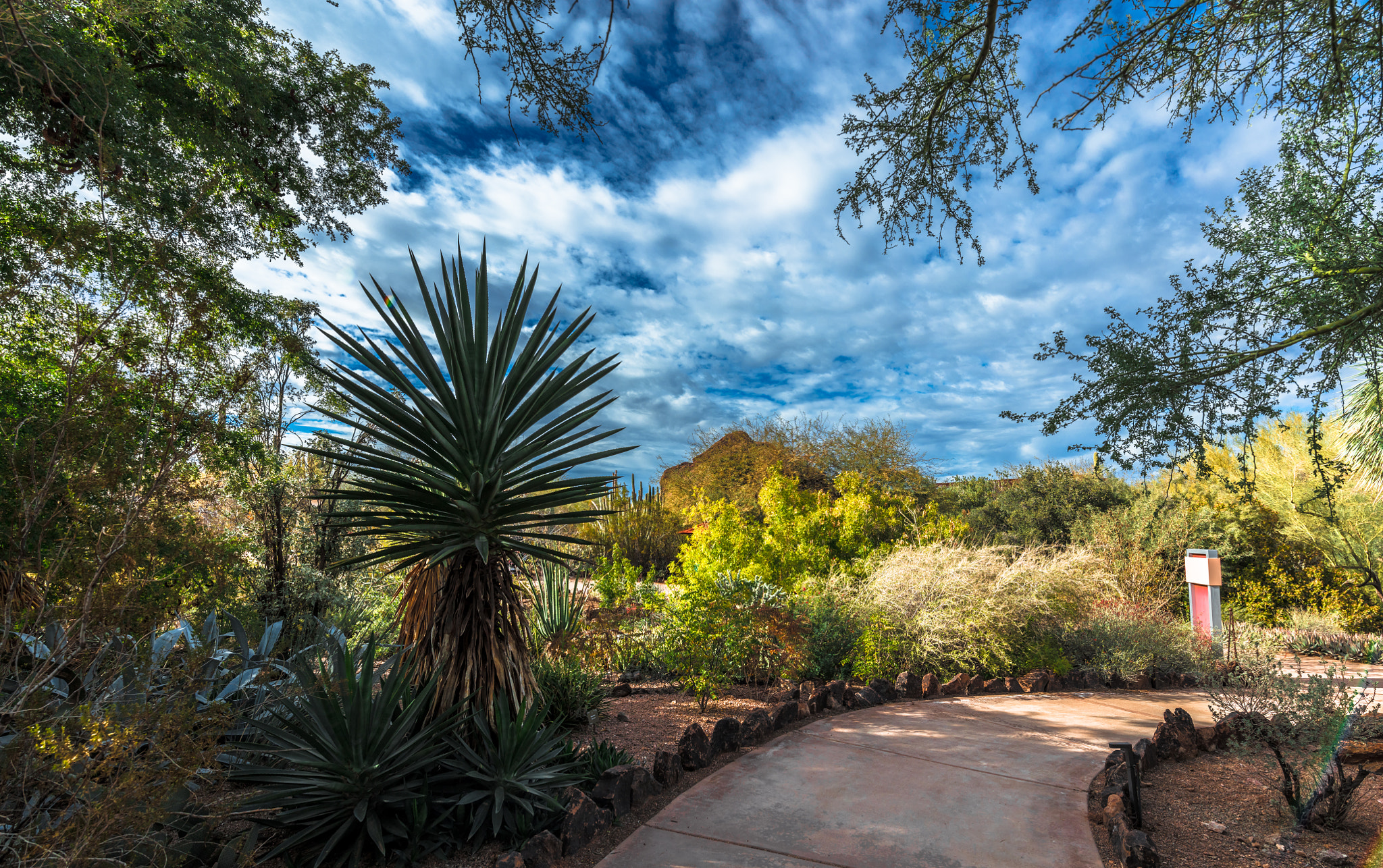 Canon EOS 5DS + Canon EF 300mm f/2.8L sample photo. Desert botanical gardens photography