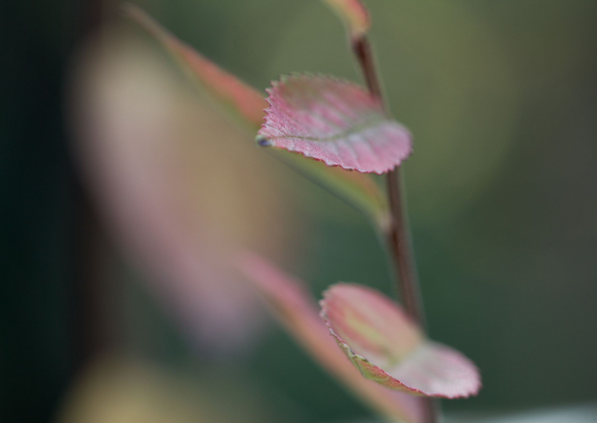 Canon EF 100mm F2.8L Macro IS USM sample photo. Enlightened spirit photography
