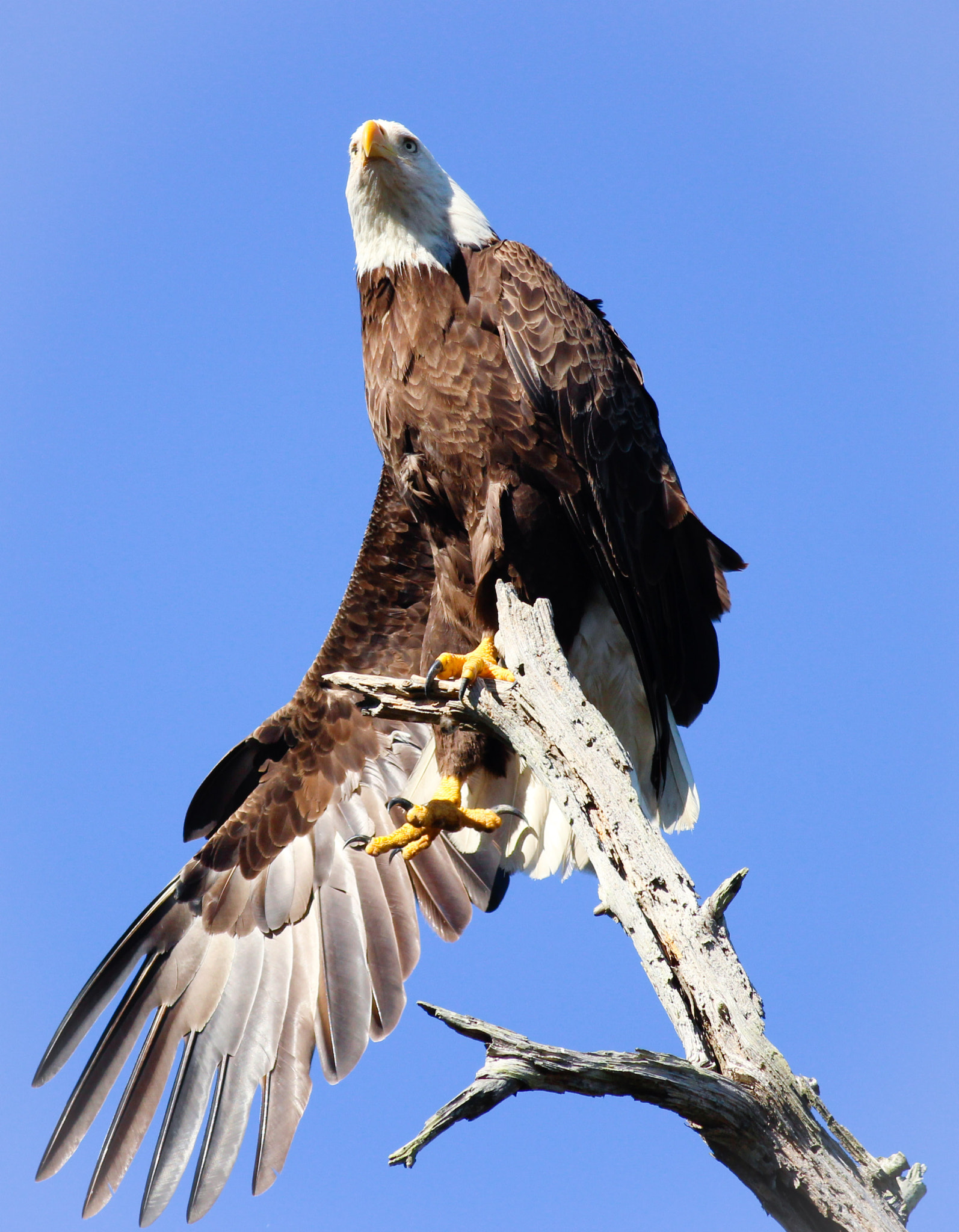 Canon EOS 600D (Rebel EOS T3i / EOS Kiss X5) + Canon EF 400mm F5.6L USM sample photo. Bald eagle photography