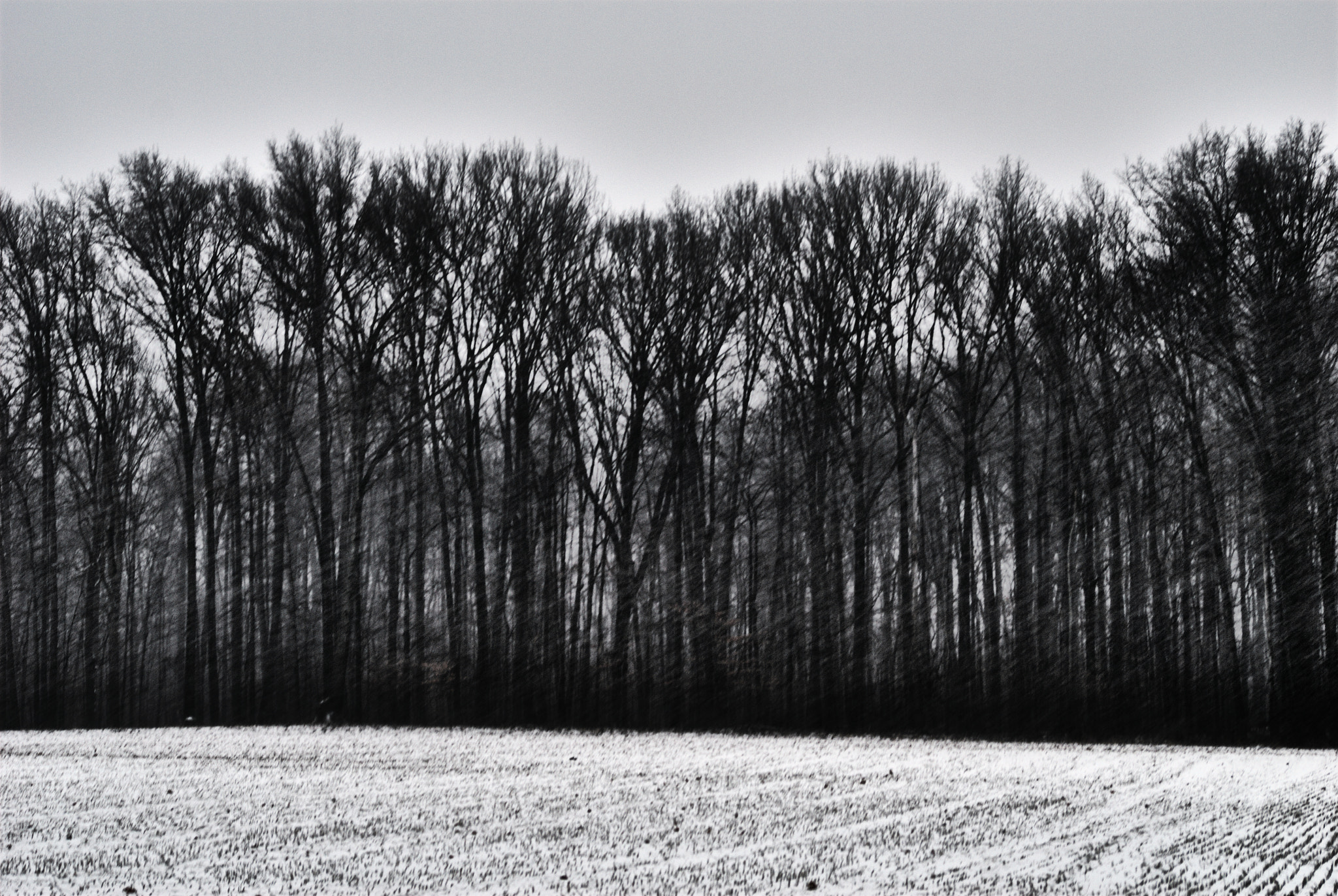 Nikon D200 + Manual Lens No CPU sample photo. Soft silhoulette photography
