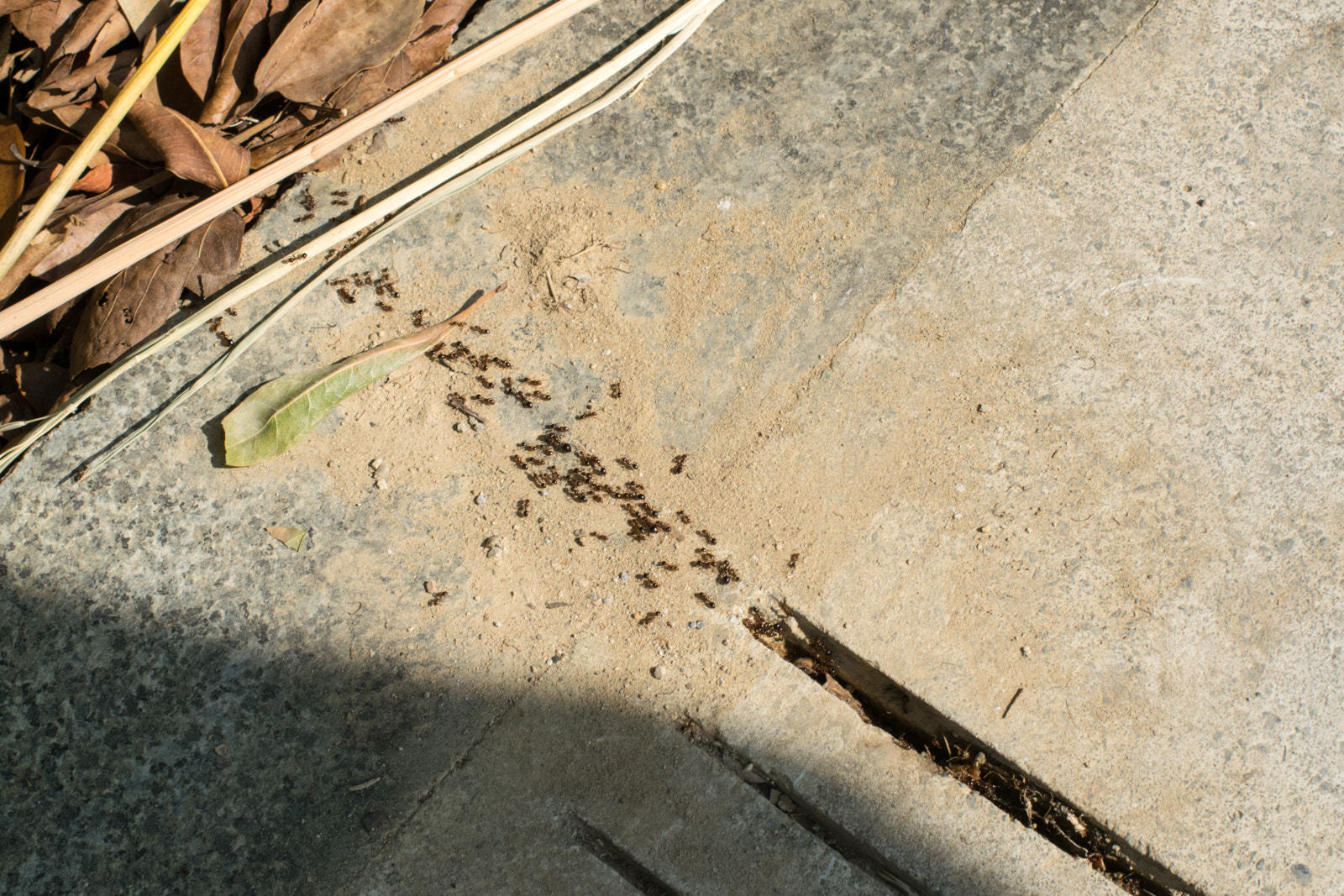 Nikon D3300 + Nikon AF-S Nikkor 50mm F1.4G sample photo. Post ant attack photography