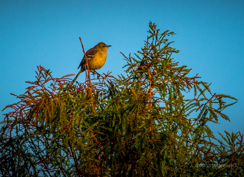Olympus Zuiko Digital ED 70-300mm F4.0-5.6 sample photo. Arise and shine... photography
