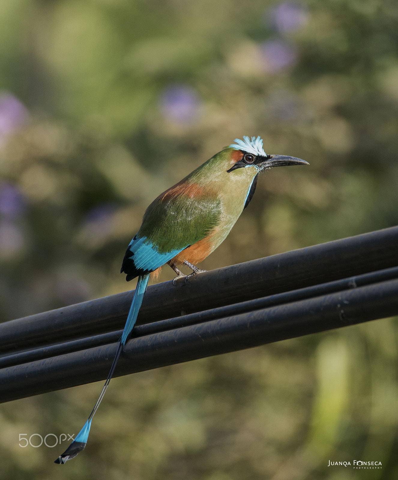 Sony ILCA-77M2 + Tamron SP 150-600mm F5-6.3 Di VC USD sample photo. Turquoise motmot photography