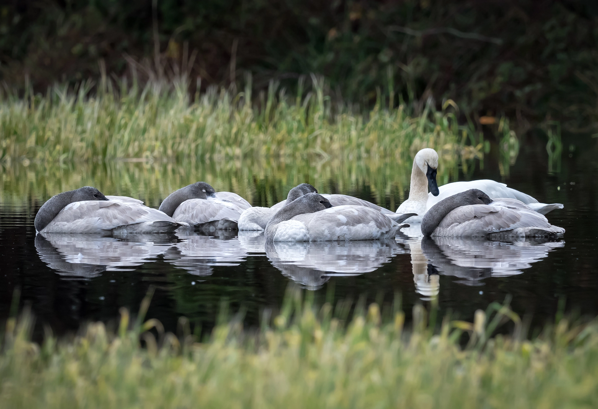 Olympus OM-D E-M1 + M.300mm F4.0 + MC-14 sample photo. Slumbering swans photography