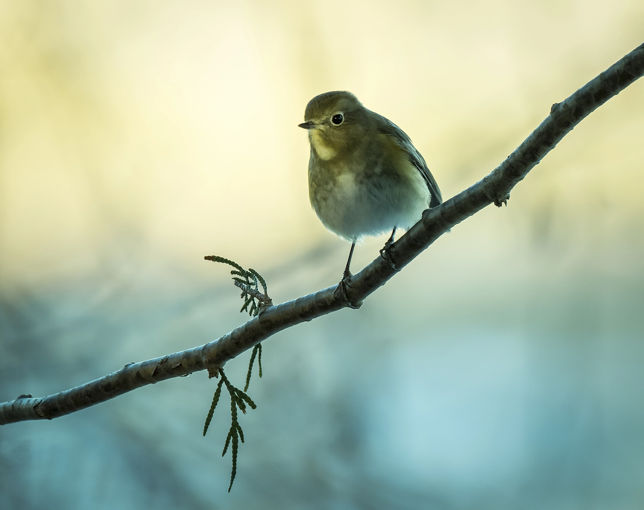 Olympus OM-D E-M1 + M.300mm F4.0 + MC-14 sample photo. Rare bird staring back photography