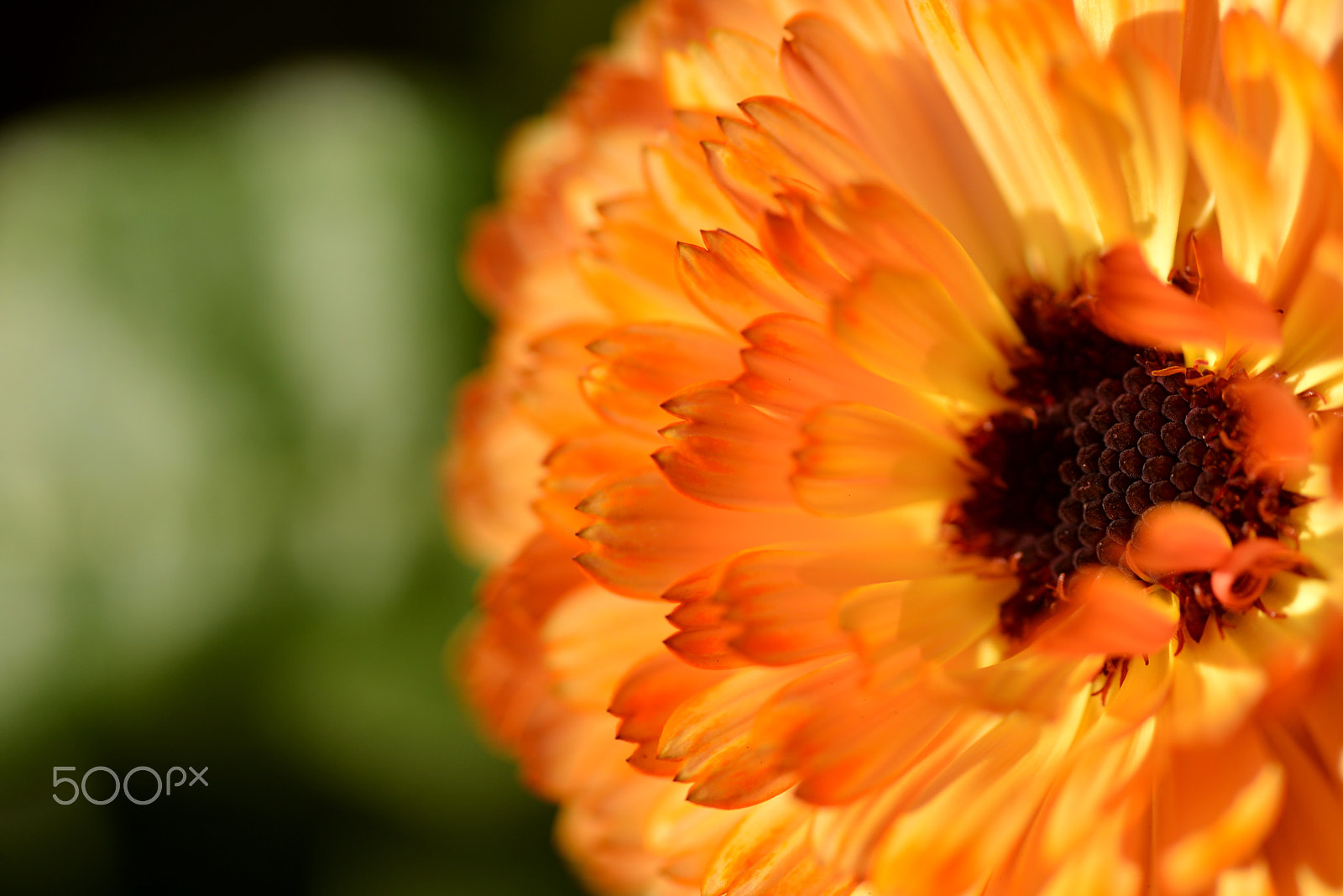 Nikon D600 sample photo. Winter ignorance photography