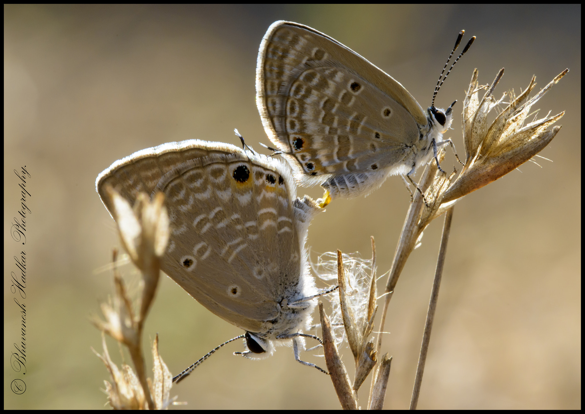 Nikon D800 sample photo. Love making! photography