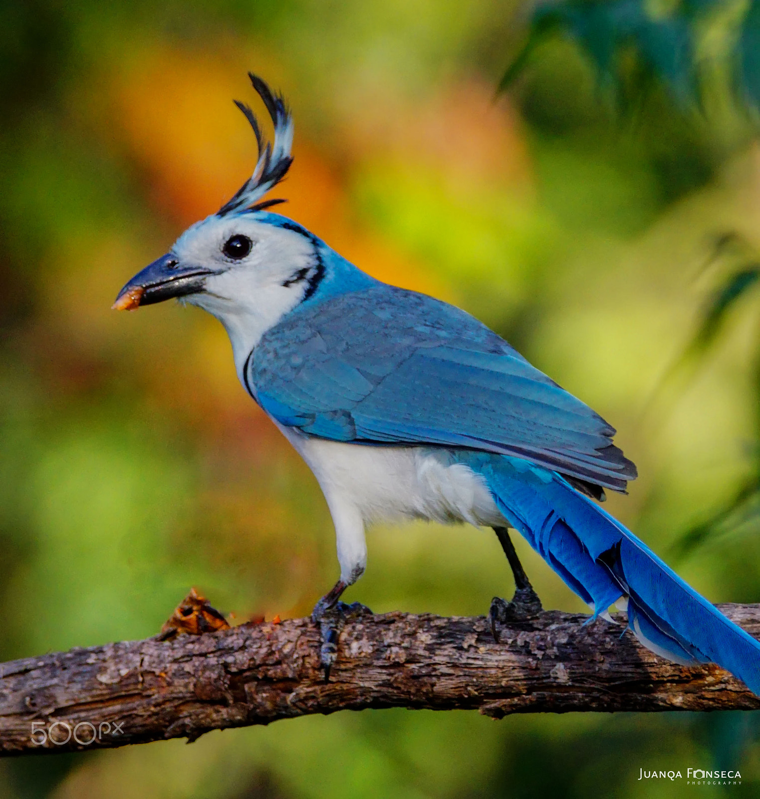 Sony ILCA-77M2 + Tamron SP 150-600mm F5-6.3 Di VC USD sample photo. Urraca copetona (calocitta formosa) photography