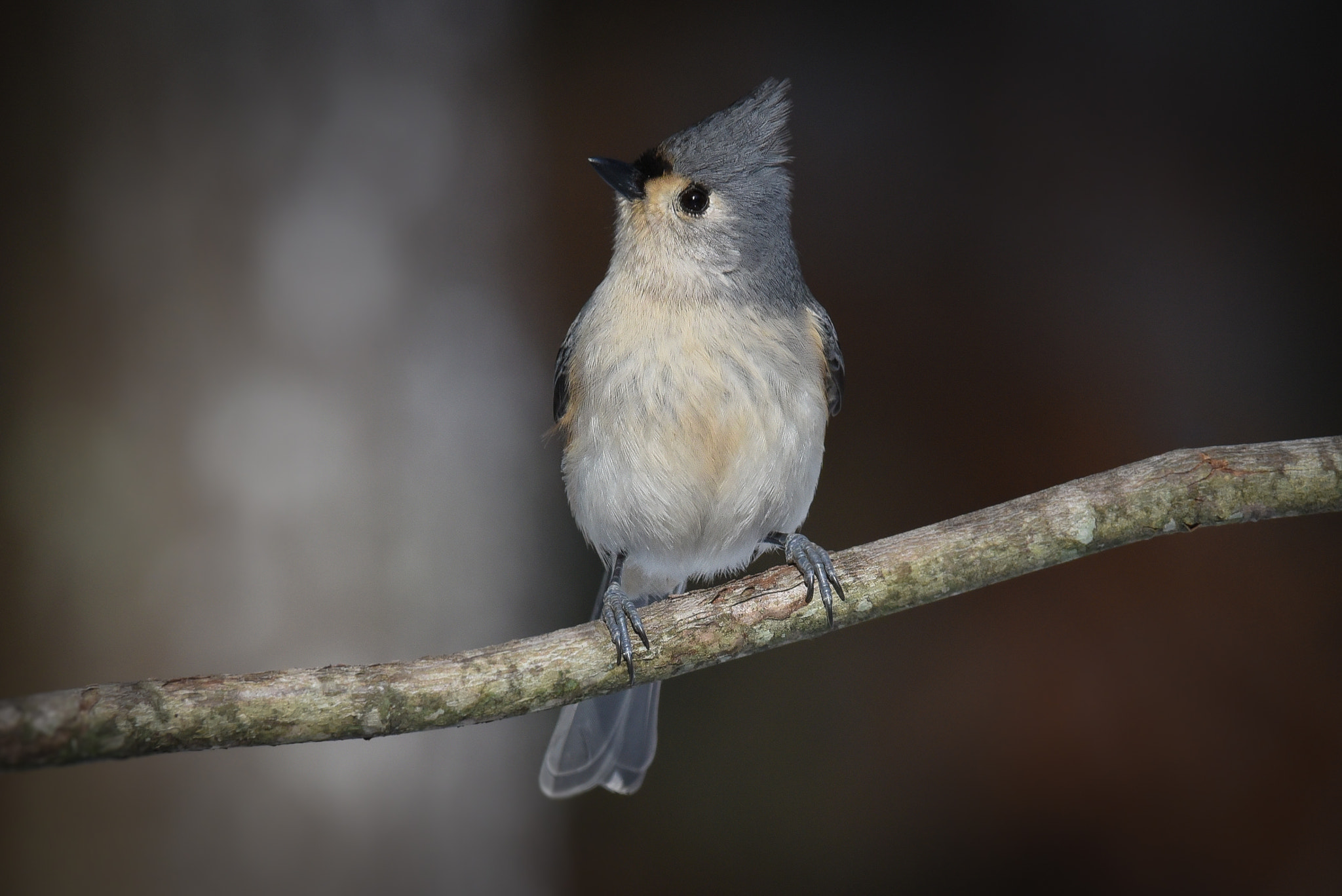 Nikon AF-S Nikkor 300mm F2.8G ED-IF VR sample photo. Tufted titmouse photography
