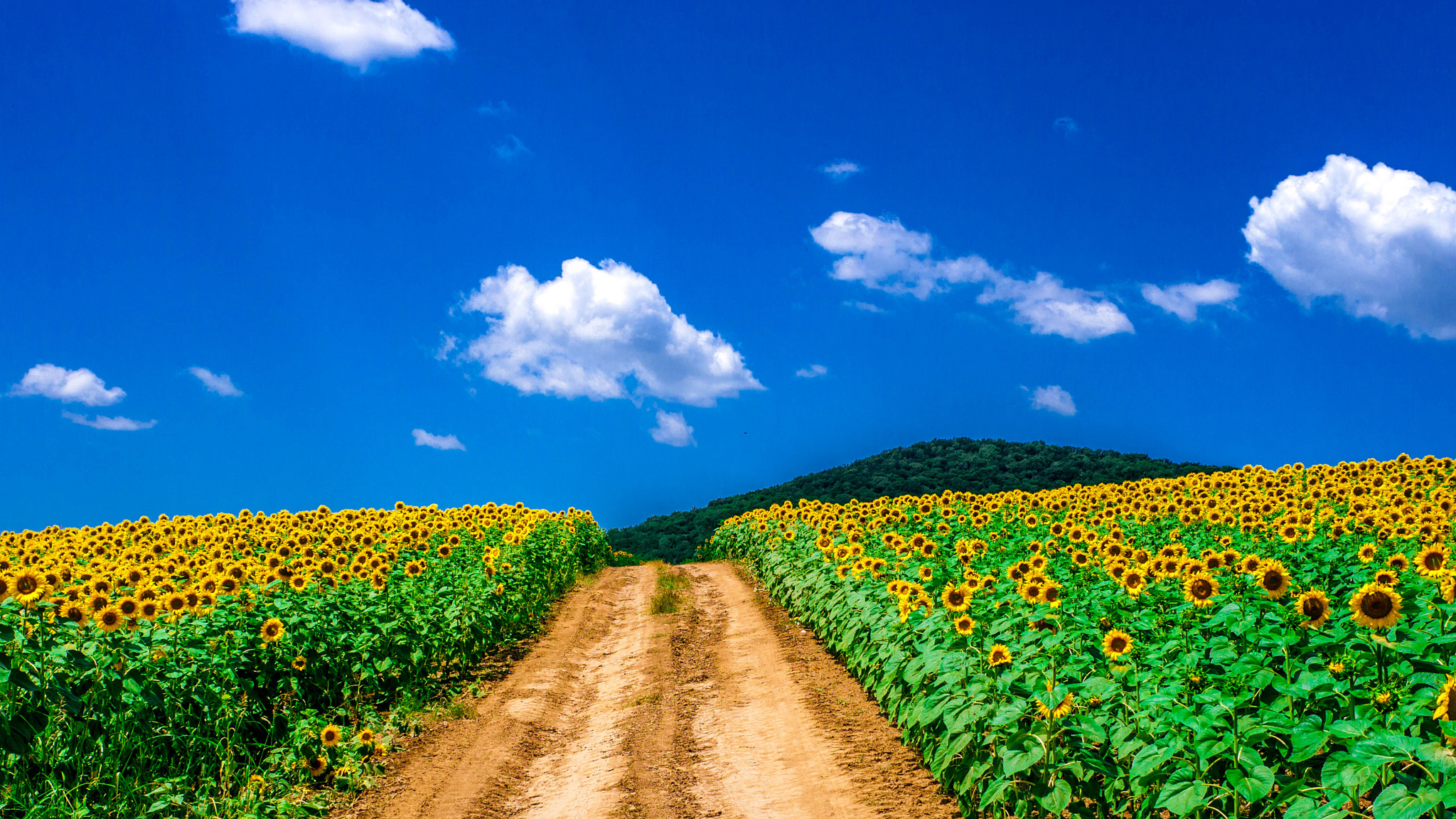 Panasonic Lumix DMC-GH1 sample photo. Sunflower in full blossom photography