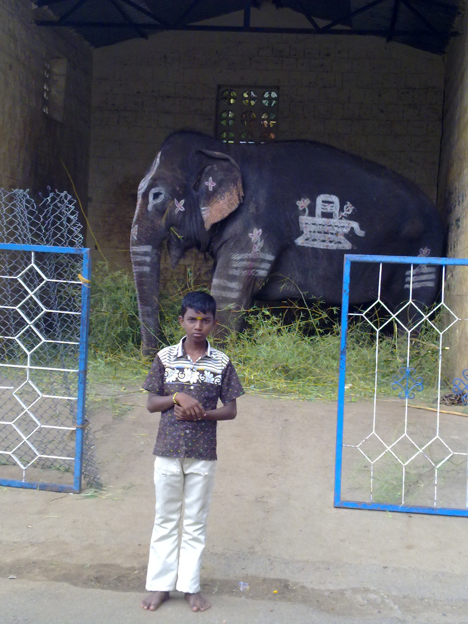 Nokia N79 sample photo. Elephant photography