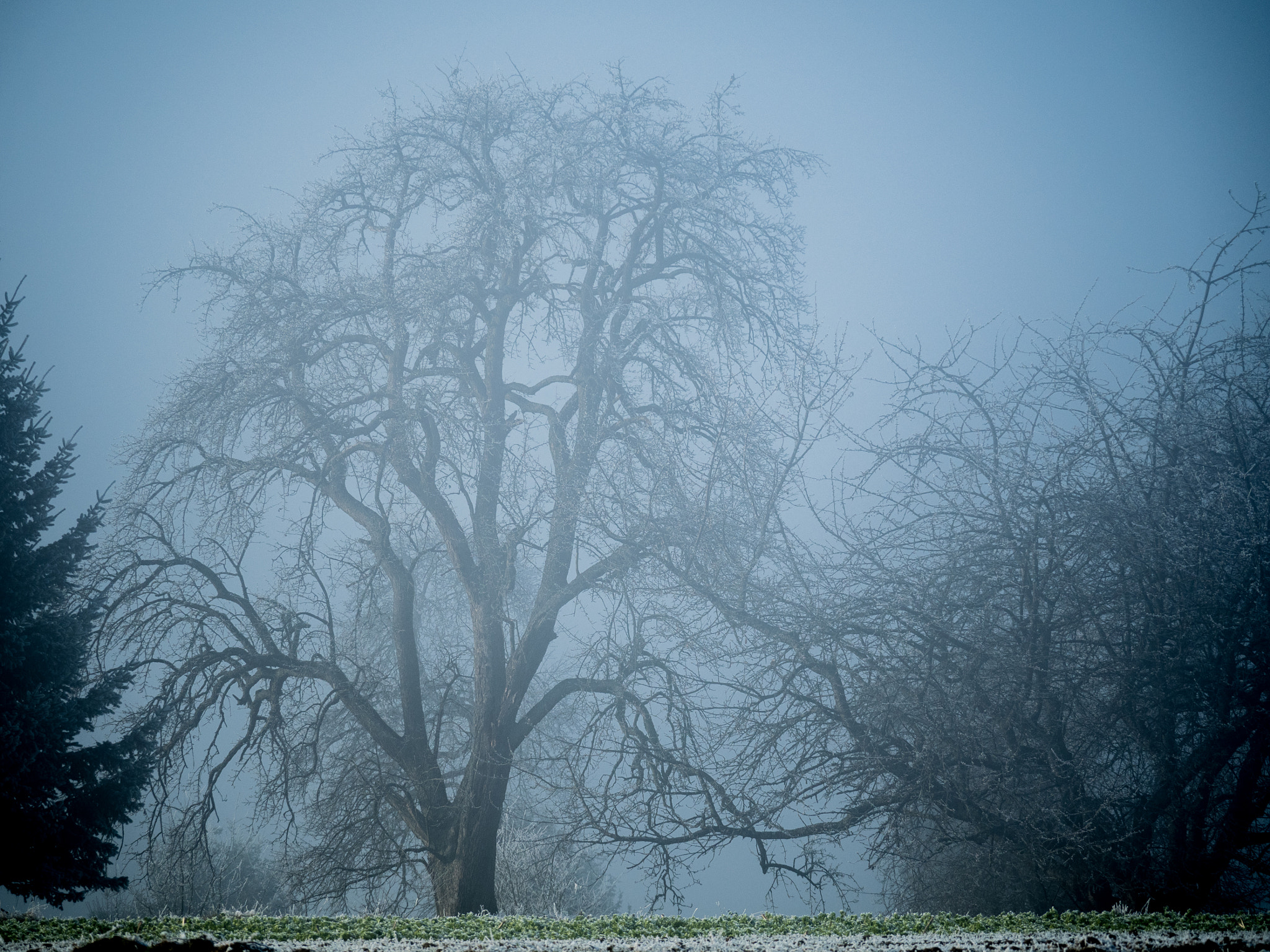 Olympus OM-D E-M5 II + LEICA DG 100-400/F4.0-6.3 sample photo. Cold tree i photography