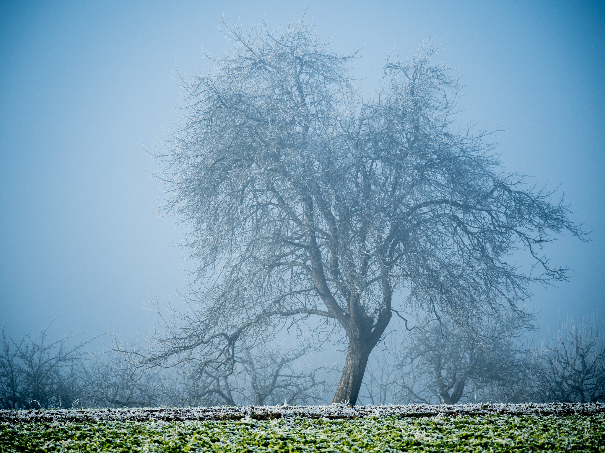 Olympus OM-D E-M5 II sample photo. Cold tree ii photography