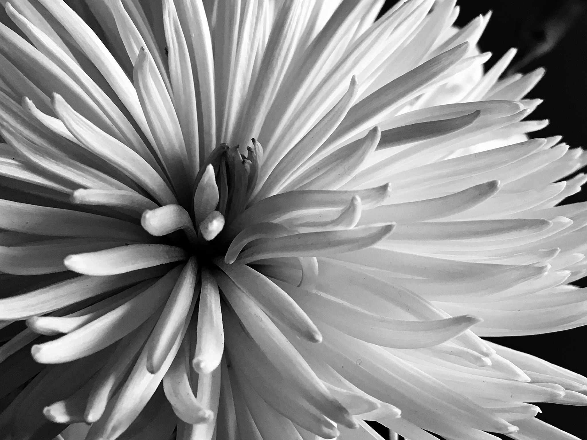Apple iPhone8,1 sample photo. Mum in black and white photography