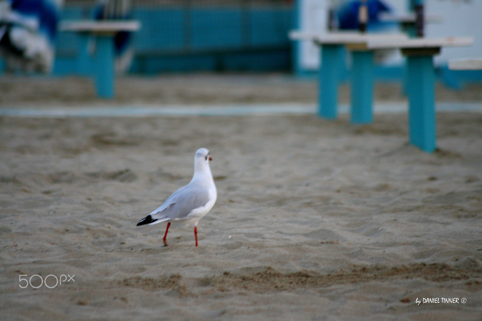 Sigma 70-300mm F4-5.6 APO DG Macro sample photo. Seagull photography