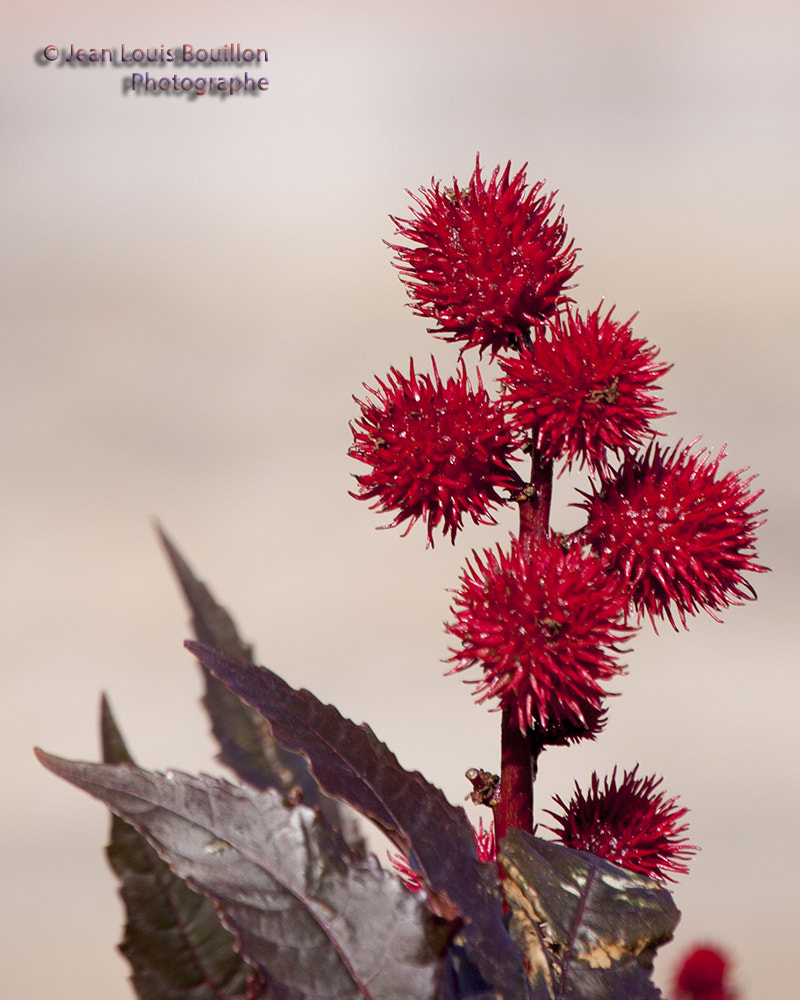 Canon EOS 50D + Canon EF 70-200mm F4L IS USM sample photo. Unknown flower photography