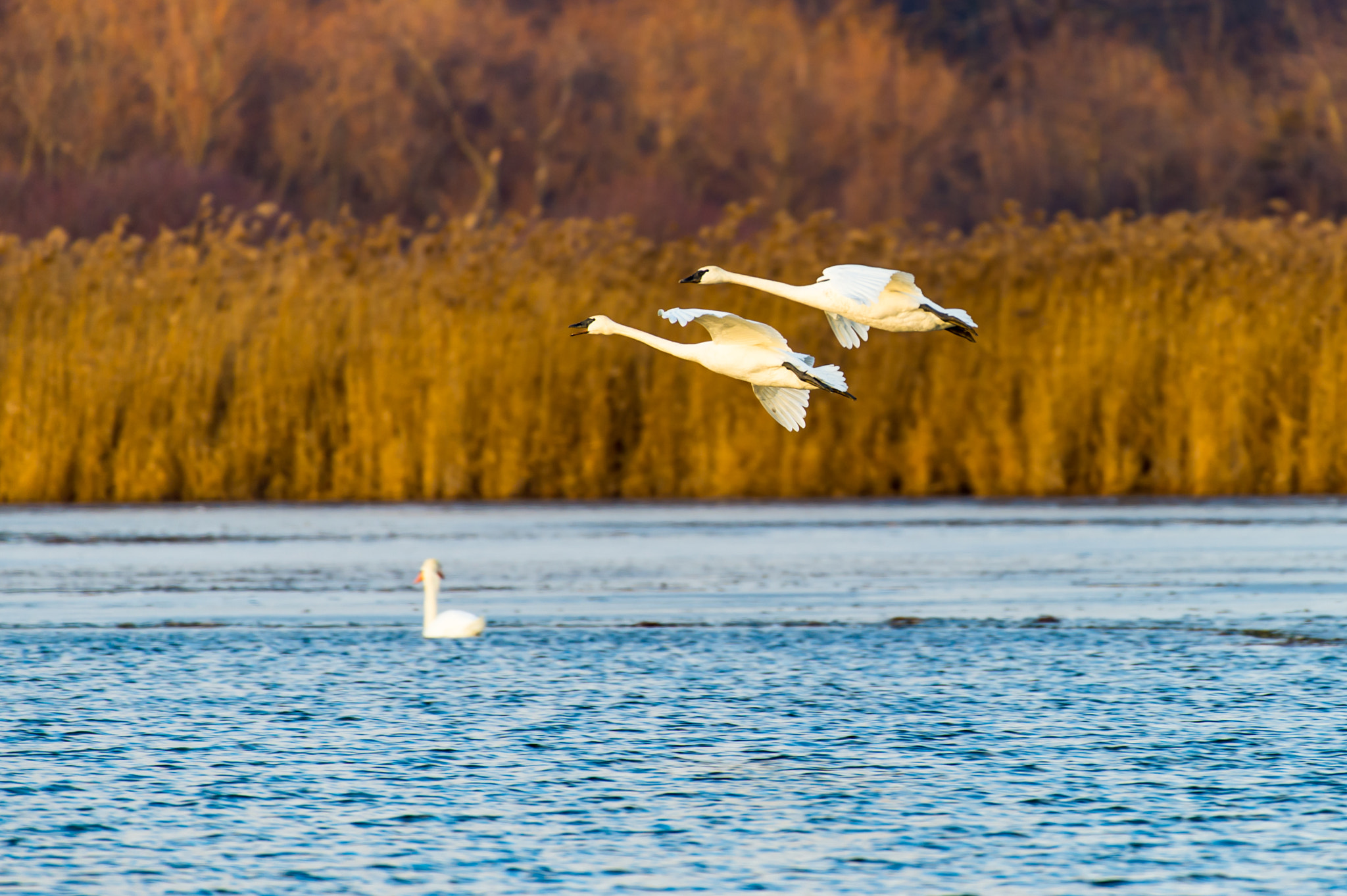 Nikon AF-S Nikkor 200-500mm F5.6E ED VR sample photo. Snow geese photography
