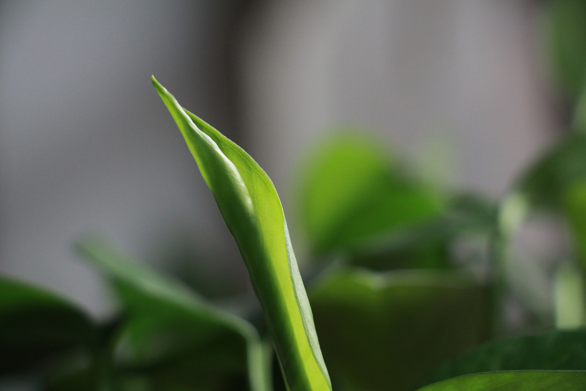 Canon EOS 50D sample photo. Img photography