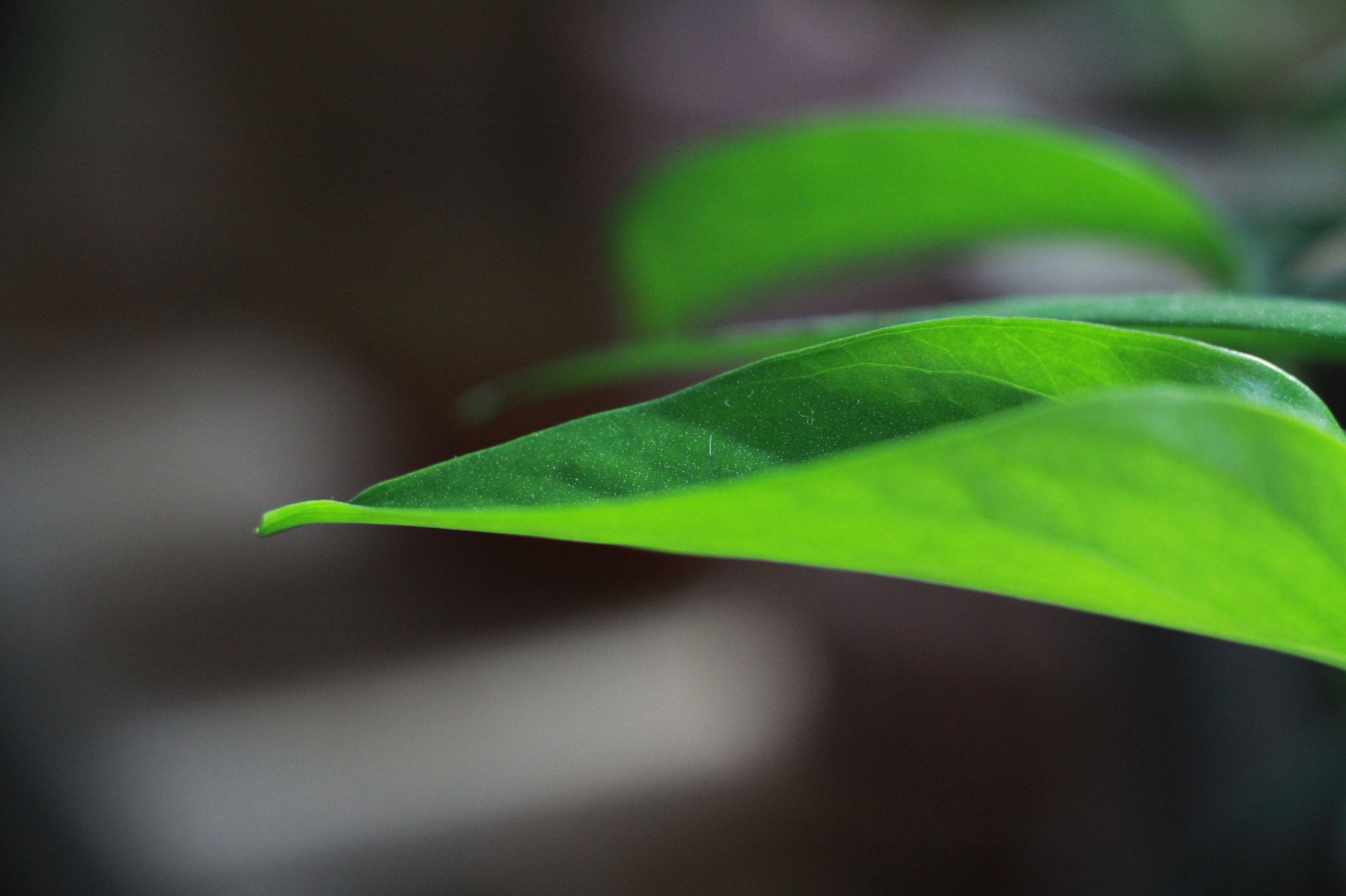 Canon EOS 50D sample photo. Img photography