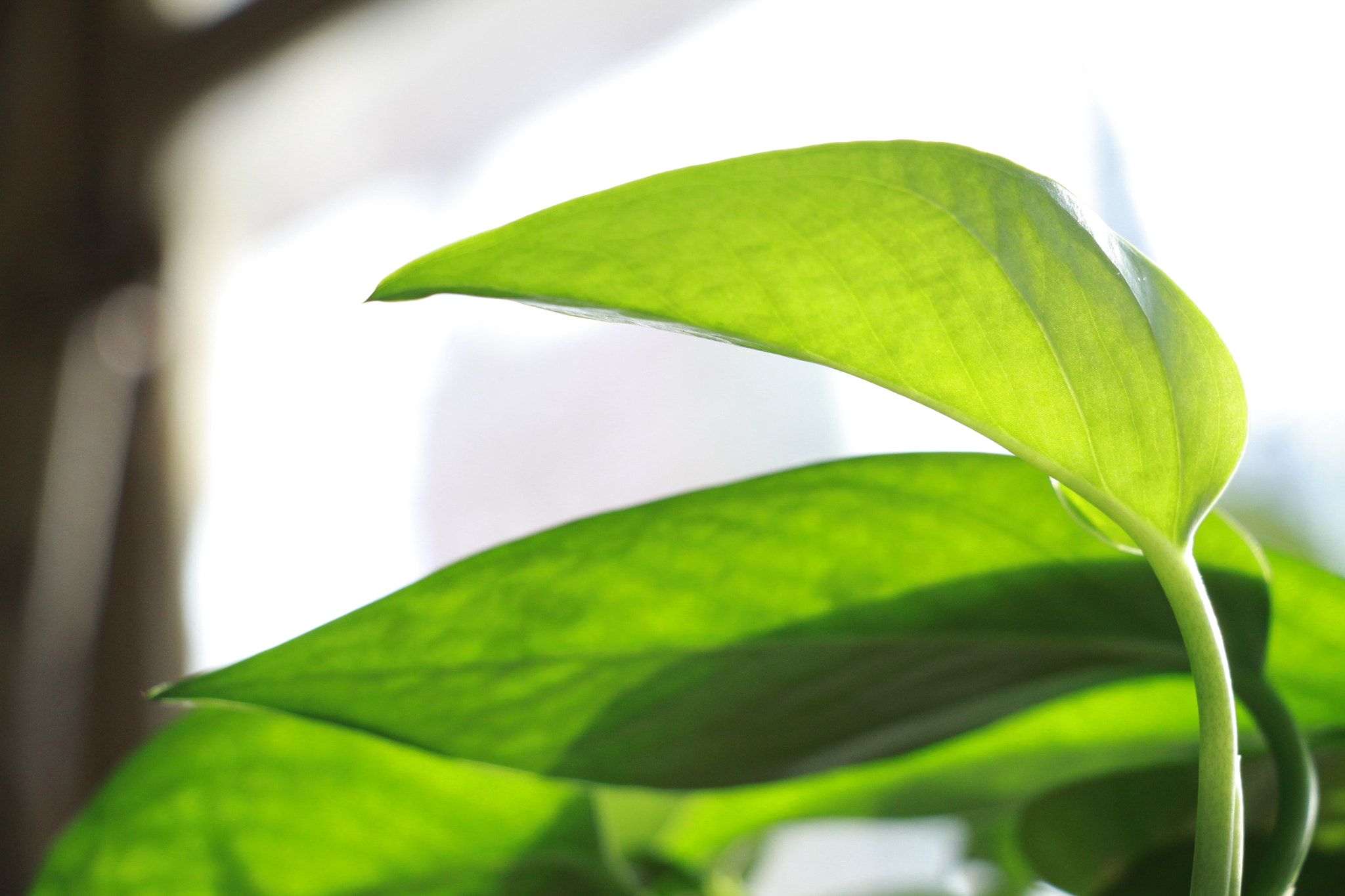 Canon EOS 50D sample photo. Img photography