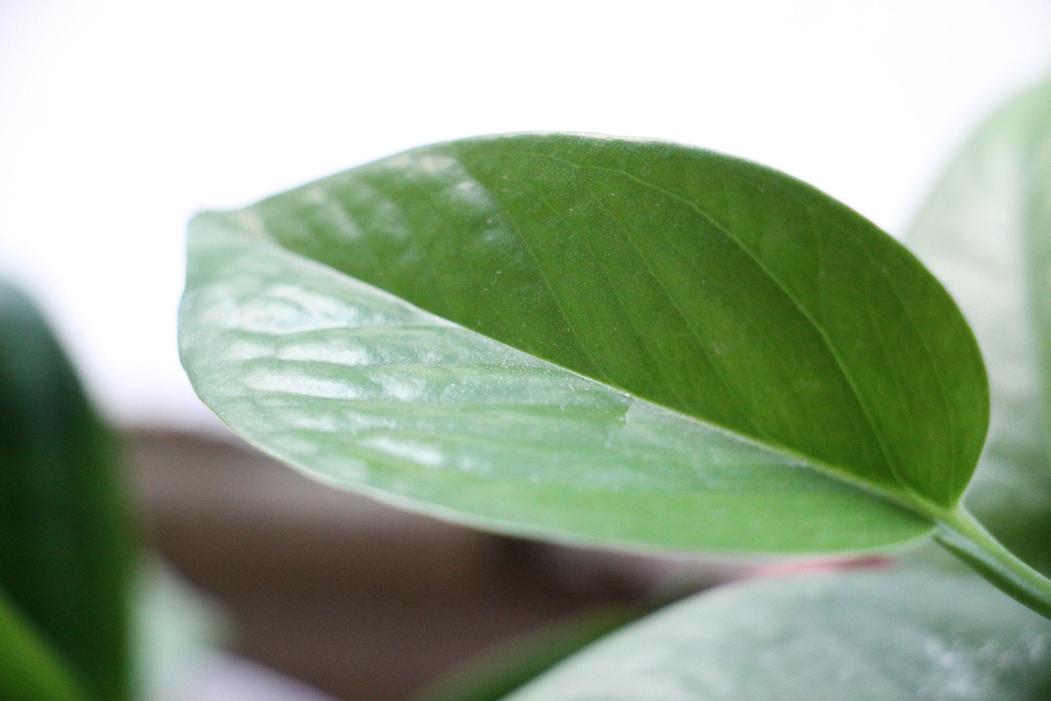 Canon EOS 50D sample photo. 掌纹 photography