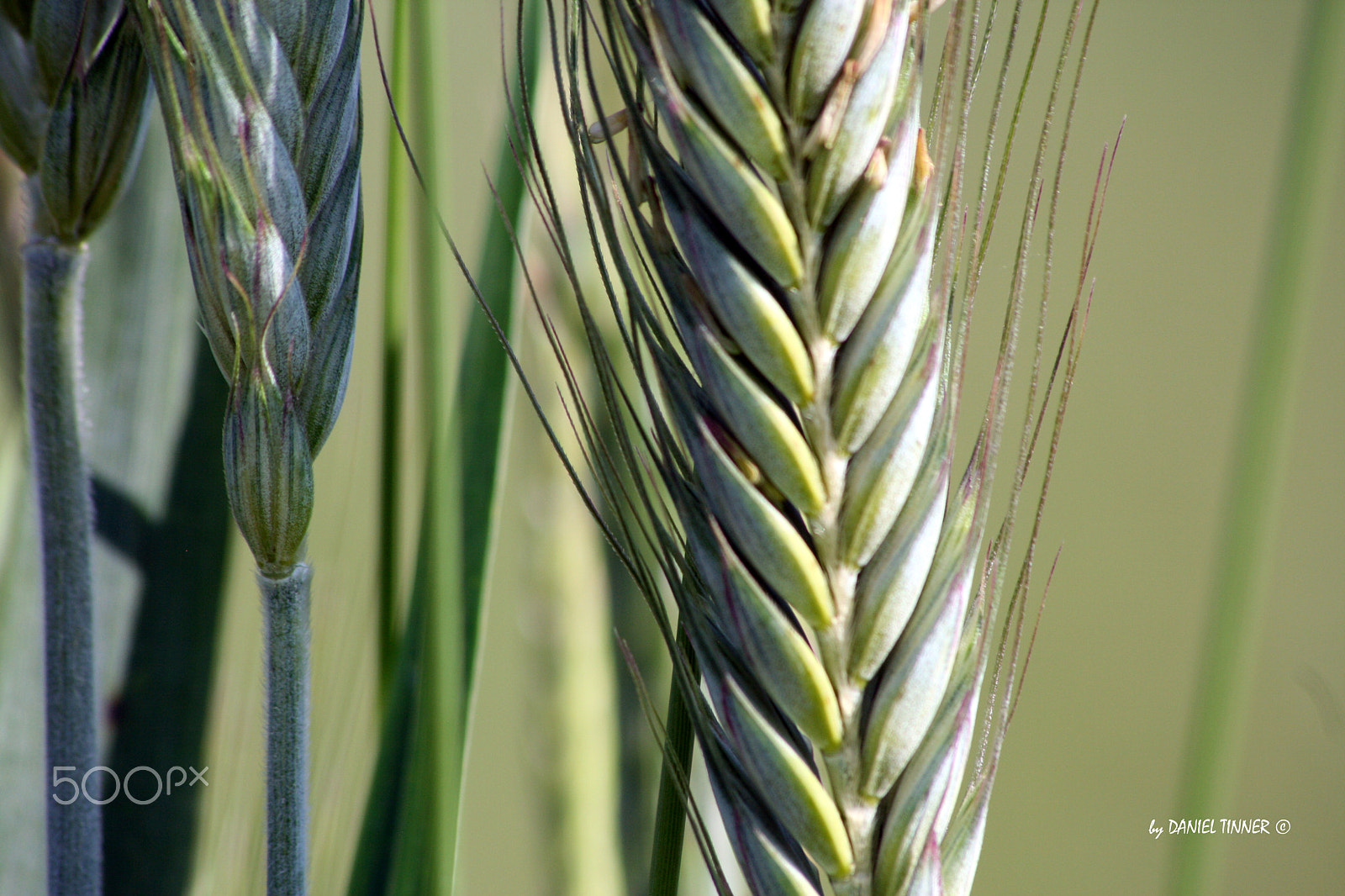 Sigma 70-300mm F4-5.6 APO DG Macro sample photo. Beautiful crop plant photography